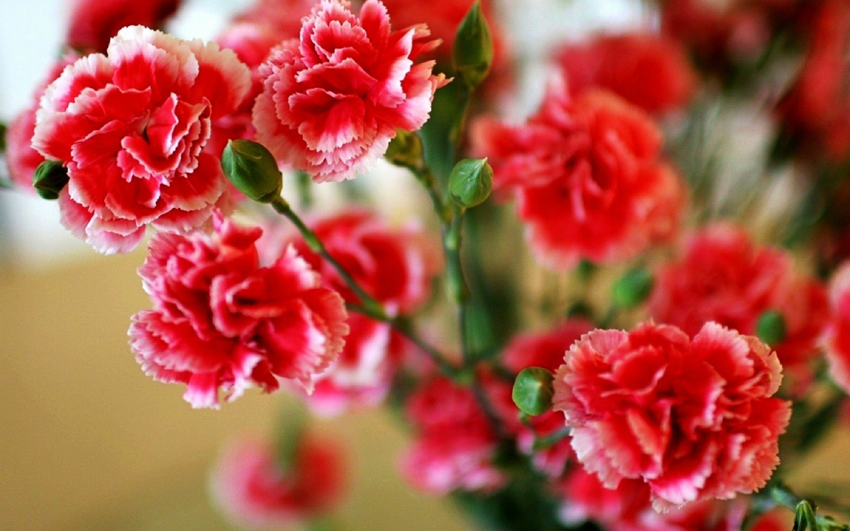 Carnation: The fragrant, hermaphrodite flowers have a radial symmetry. 2880x1800 HD Wallpaper.