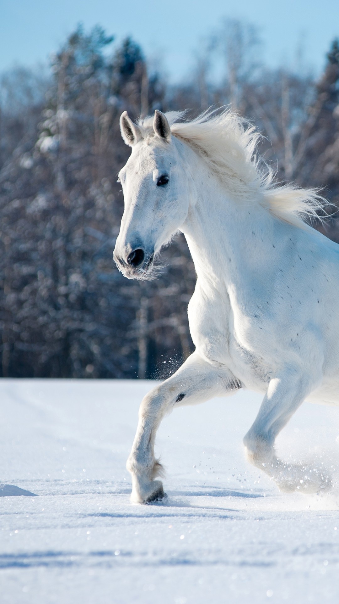 Horses in the Snow, Cute animals, Winter wonderland, Snowy landscapes, 1080x1920 Full HD Phone