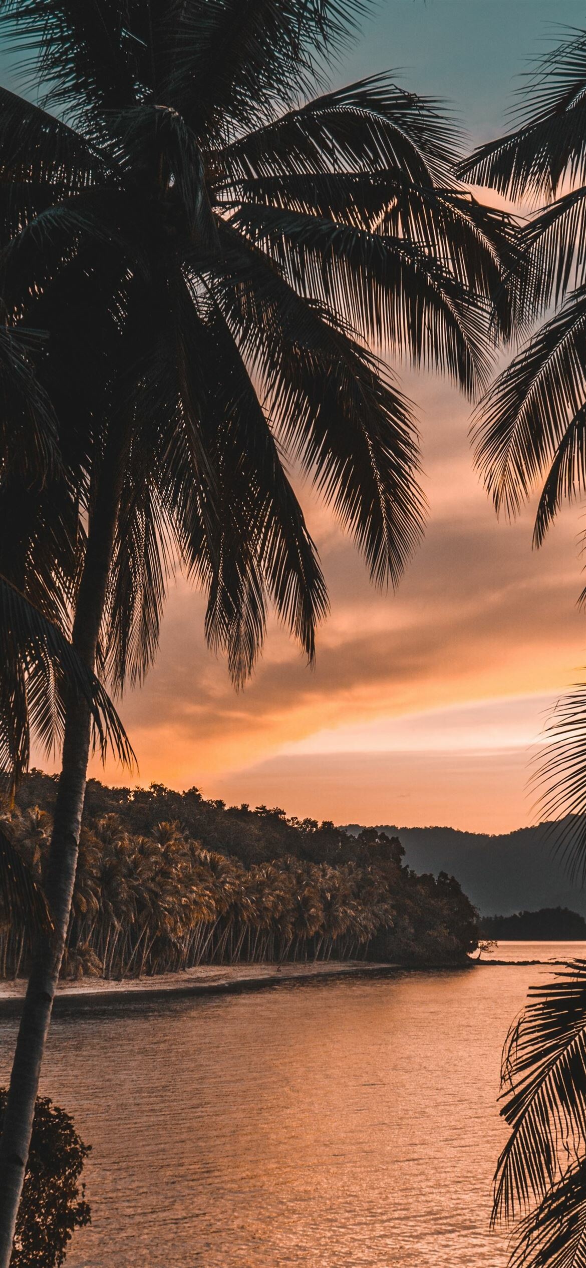 Palm Tree: Palms, Can reach heights of 70 feet or much more. 1170x2540 HD Wallpaper.