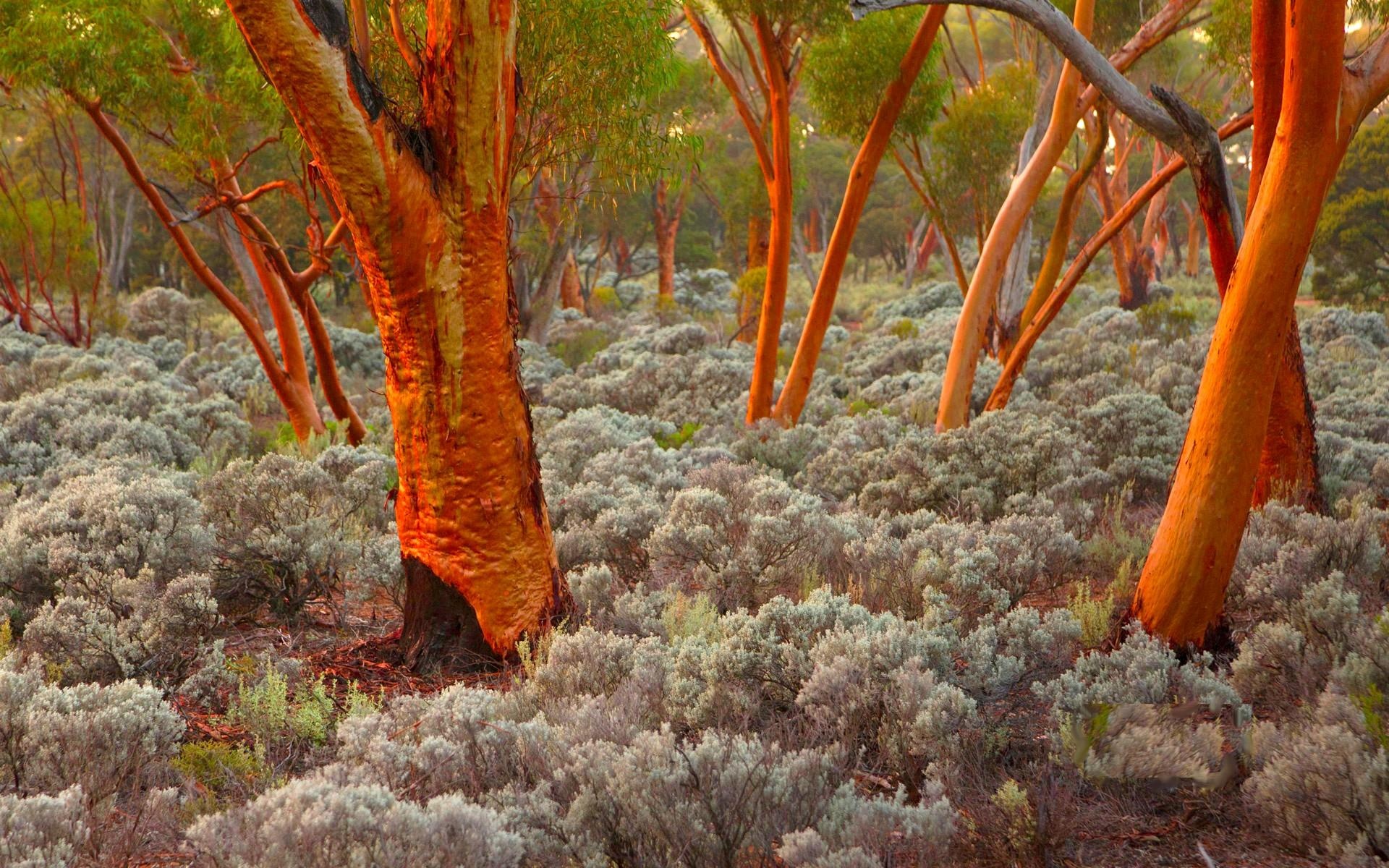 Exquisite eucalyptus trees, Nature's wonders, Landscape wallpaper, High-quality, 1920x1200 HD Desktop