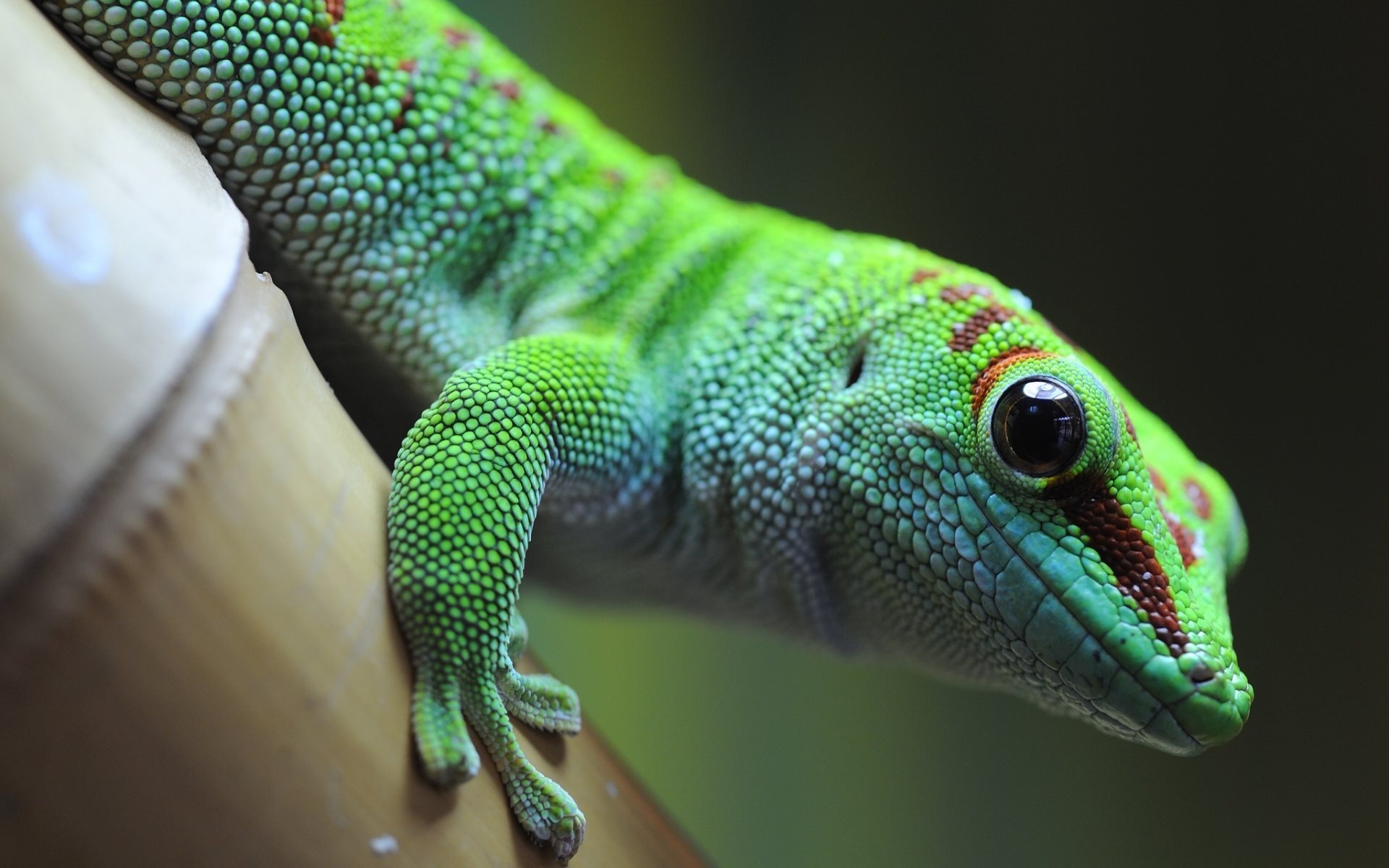Gecko: One of the most popular reptiles to be kept as pets. 1920x1200 HD Background.