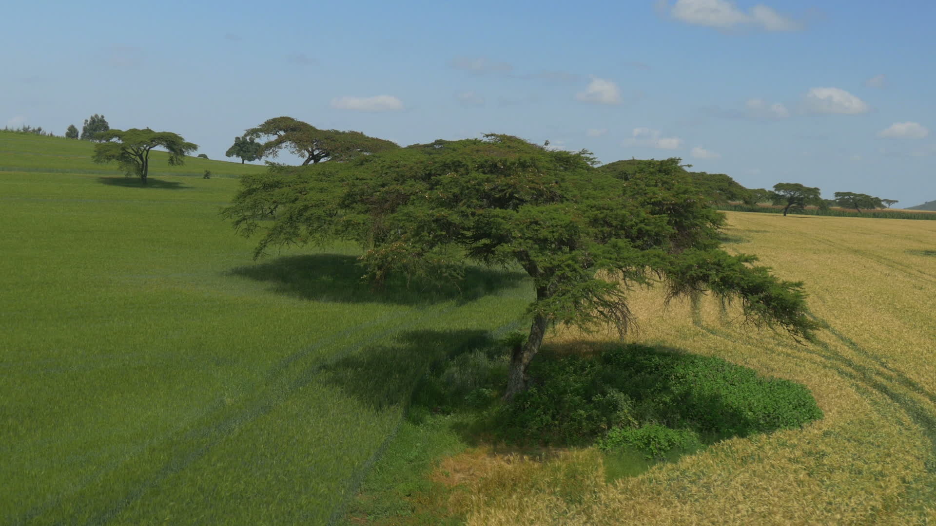 Aerial acacia trees, Wheat field view, African scenery, Stock video footage, 1920x1080 Full HD Desktop