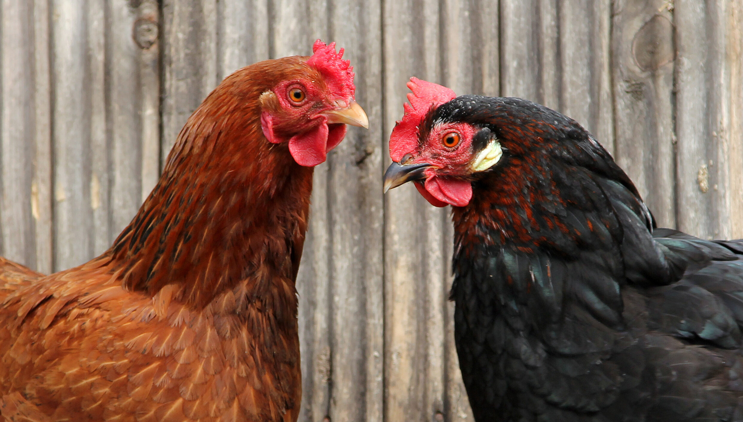 Hen (Animals), New hens in house, Chicken health, Natural farming, 2490x1410 HD Desktop