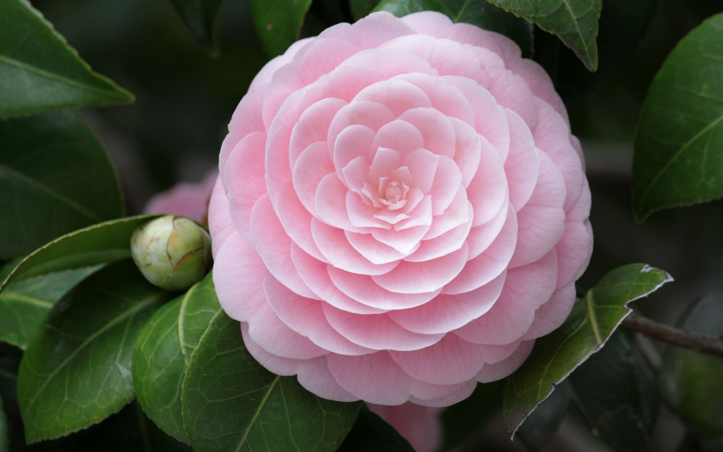 Camellia flowers, HD background image, 2880x1800 HD Desktop