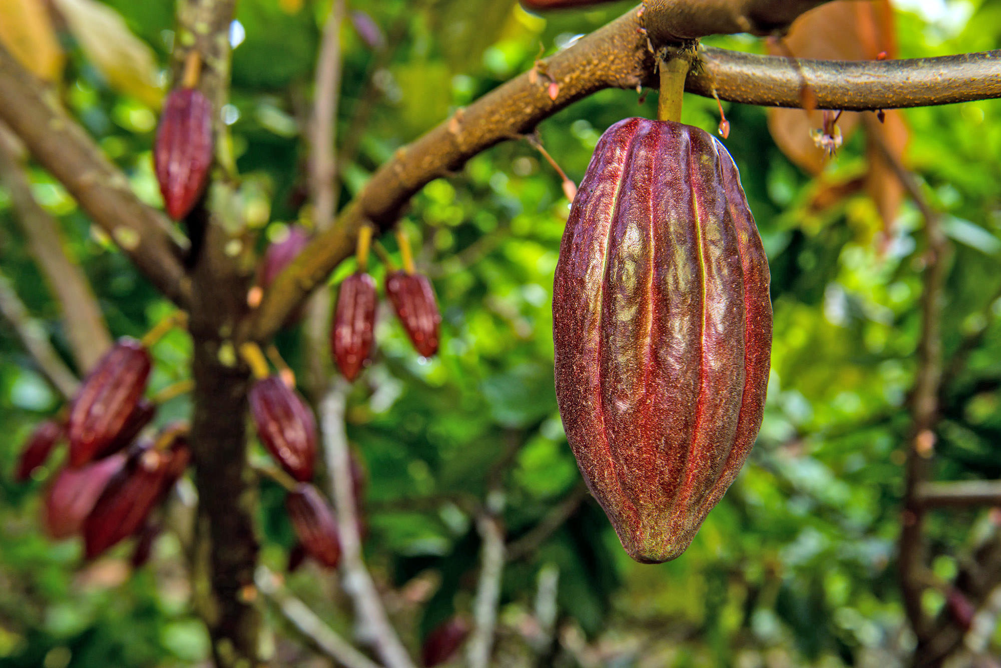 Preparing cocoa farmers, Climate change adaptation, Sustainable agriculture, Resilient communities, 2000x1340 HD Desktop