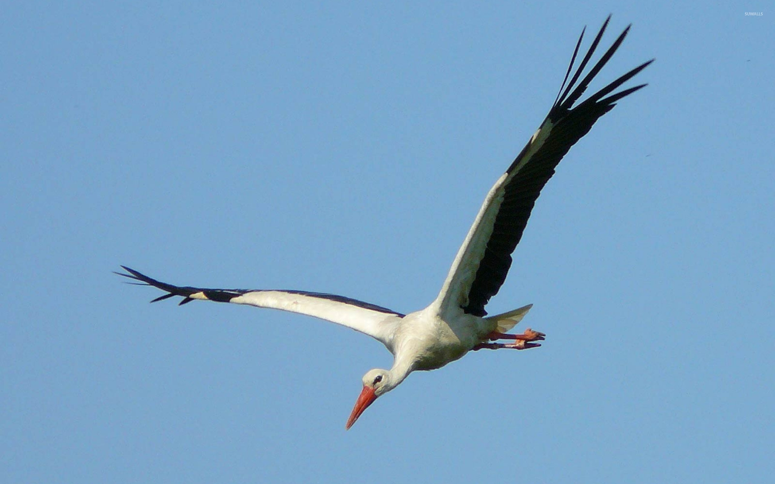 Stork in flight, Bird wallpaper, Animal wallpapers, Elegant creature, 2560x1600 HD Desktop