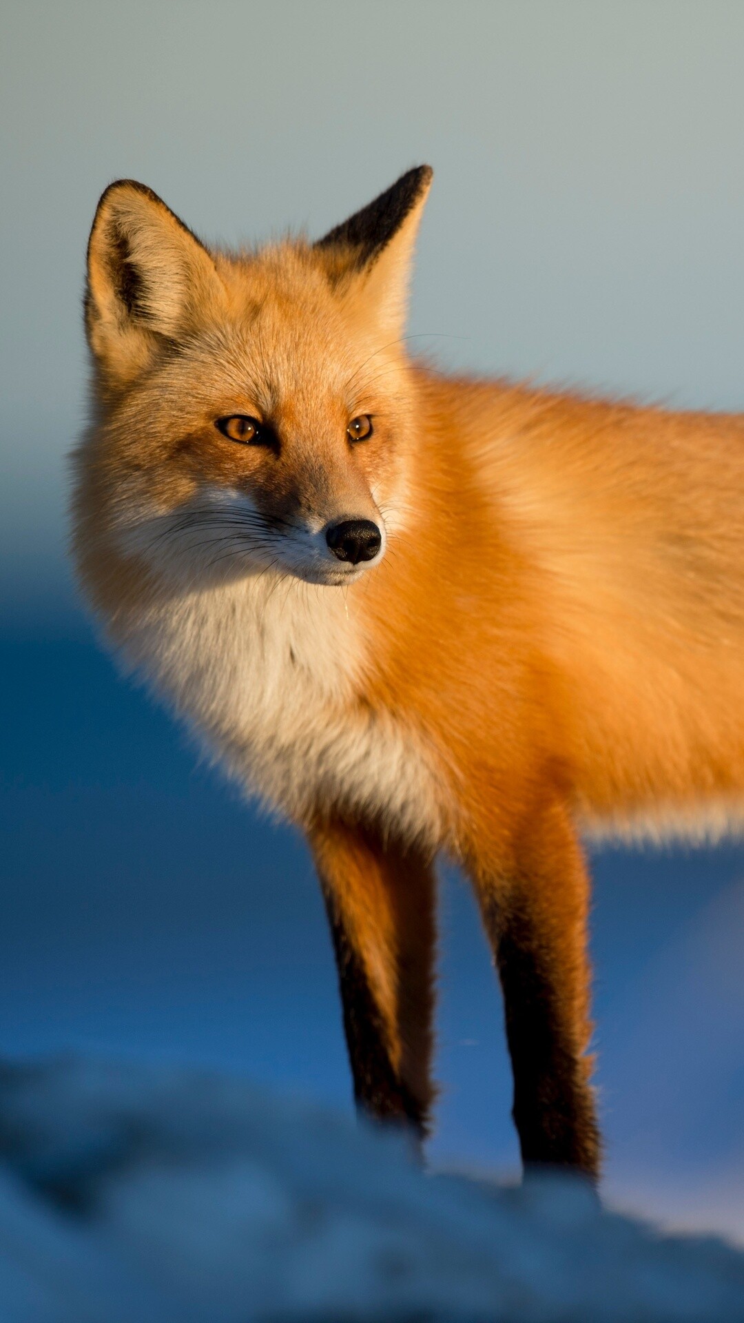 Fox: A mammal with reddish color with white under parts and a white-tipped tail. 1080x1920 Full HD Wallpaper.