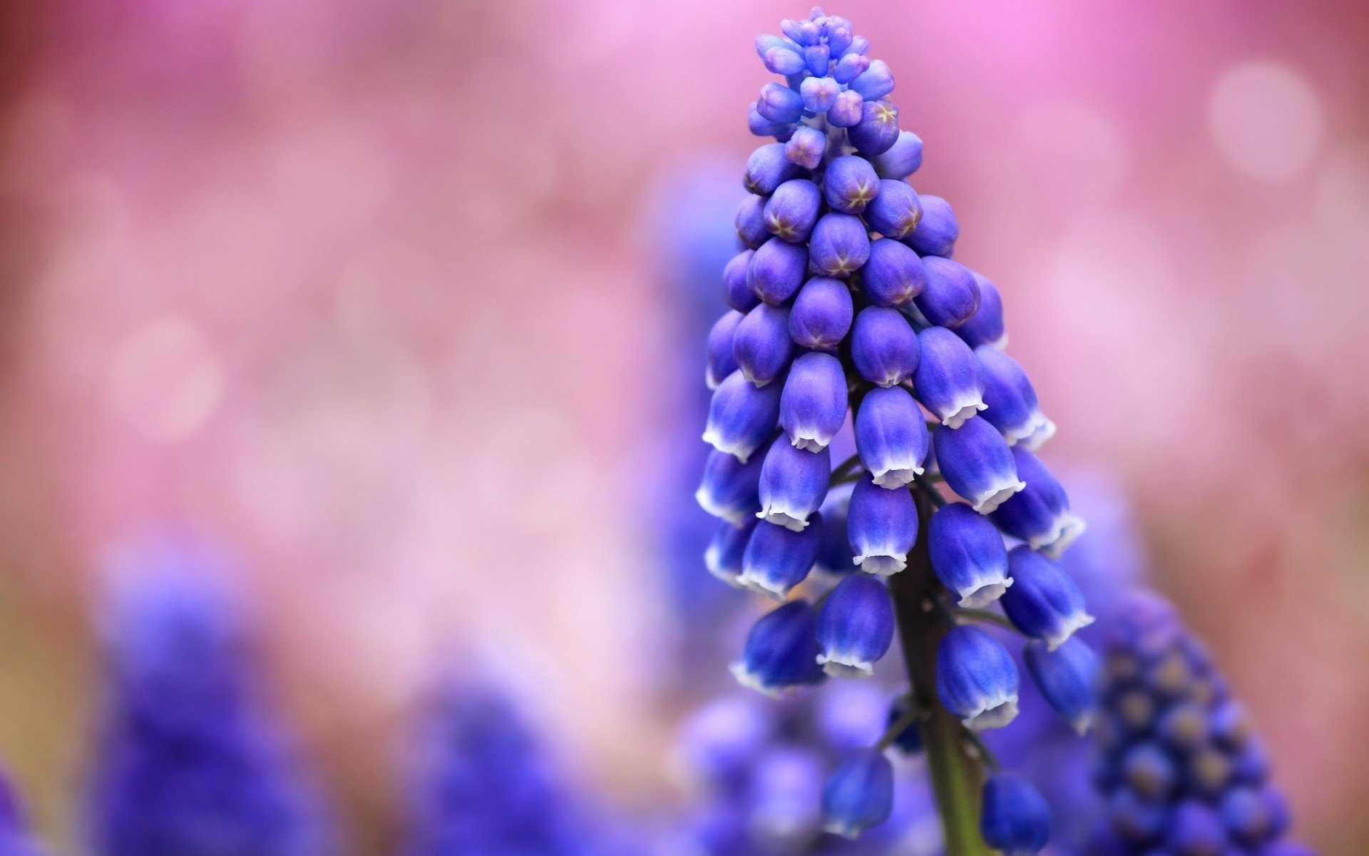 Hyacinth, Nature's beauty, HD wallpaper, Background image, 1920x1200 HD Desktop
