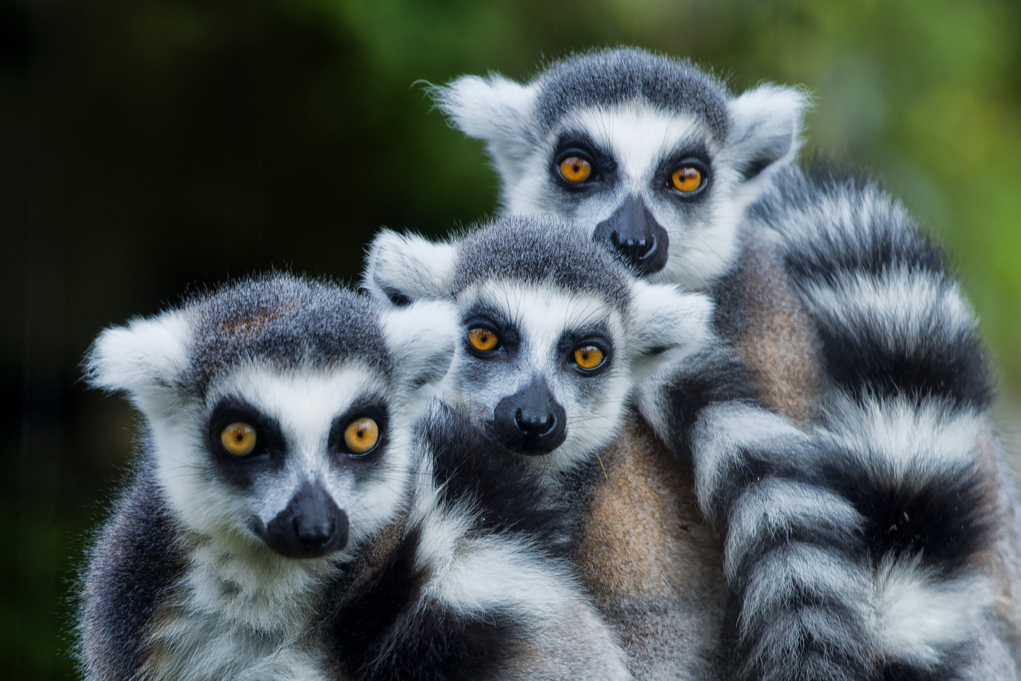 Lemur monkey family, Close-knit lemurs, Loving bond, Heartwarming moments, 2050x1370 HD Desktop