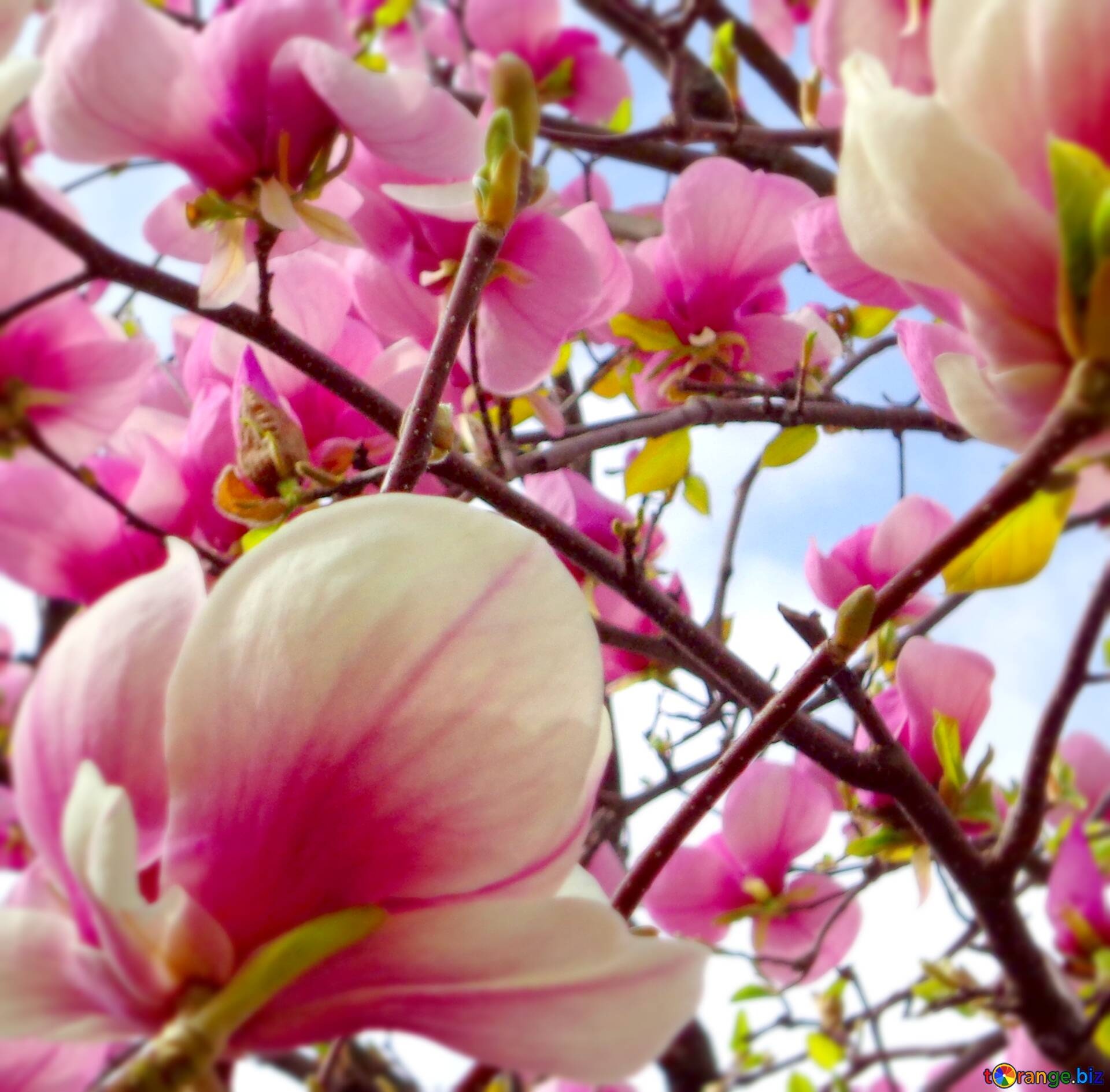 Blooming magnolia, Colorful flower, Free picture, Stock image, 1920x1890 HD Desktop
