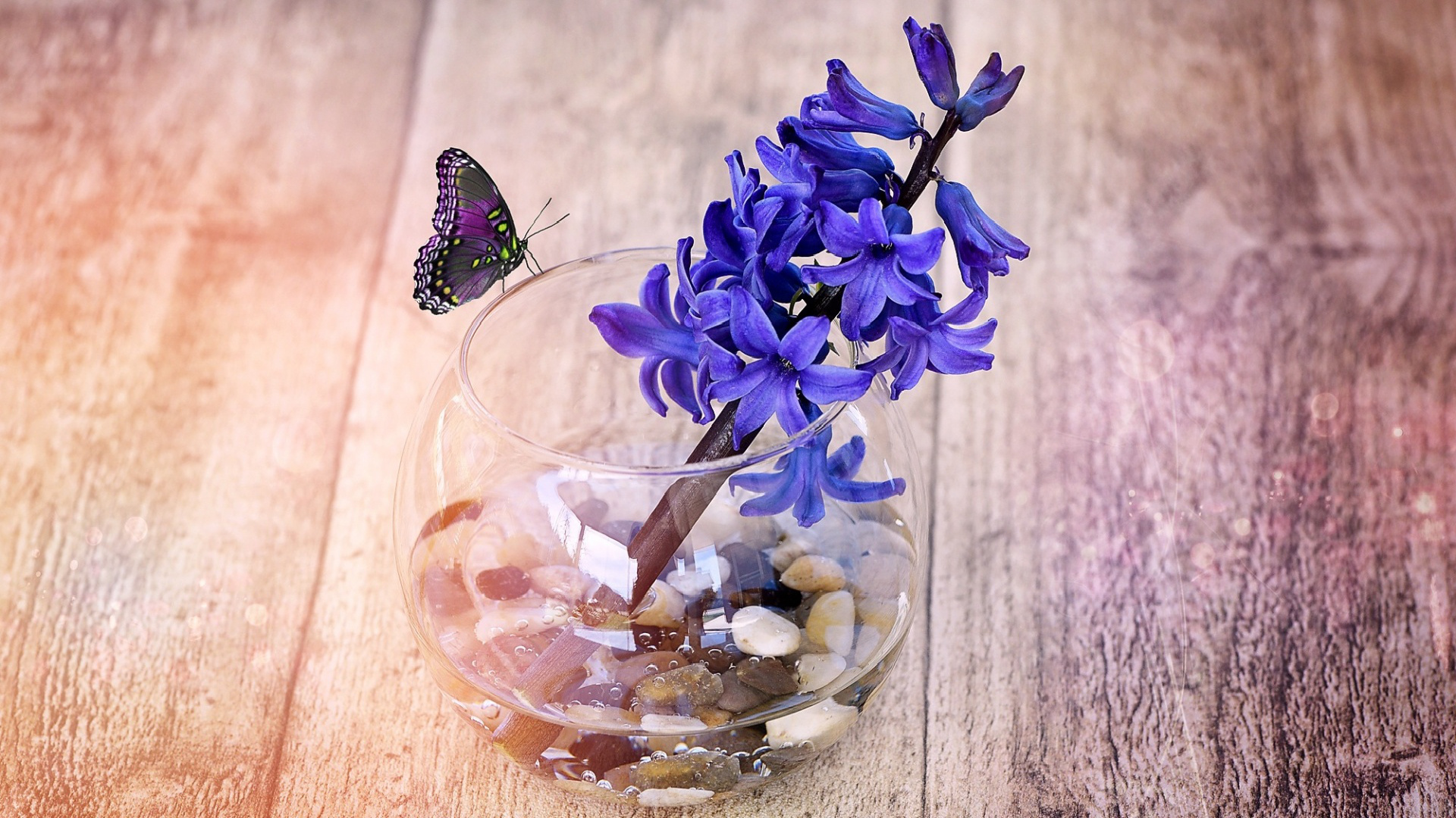 Spring hyacinth flower, Glass vase, Ultra wallpaper, Captivating beauty, 1920x1080 Full HD Desktop