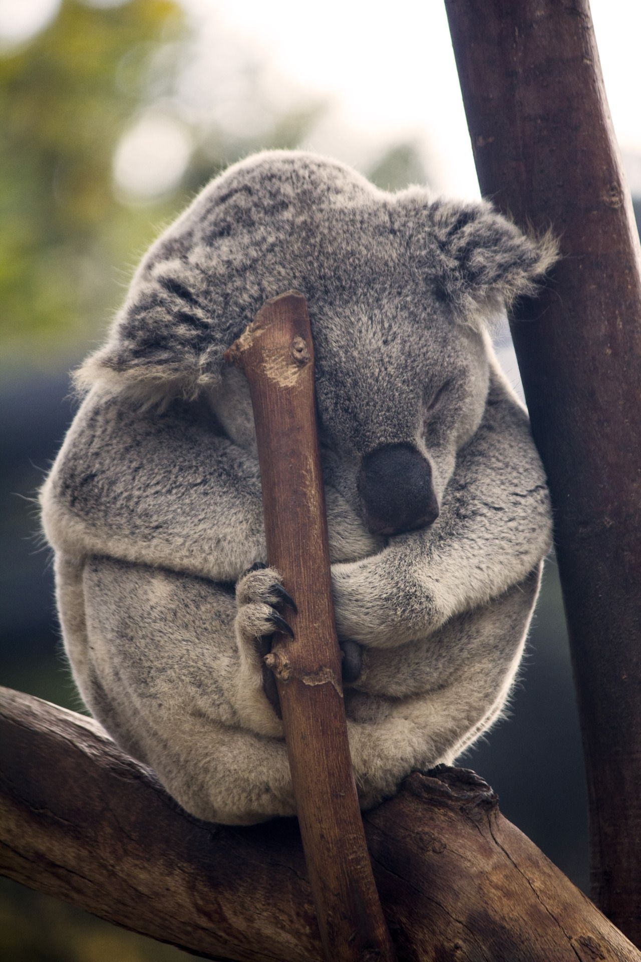 Cute koala, Top free, Cute backgrounds, Koala, 1280x1920 HD Phone