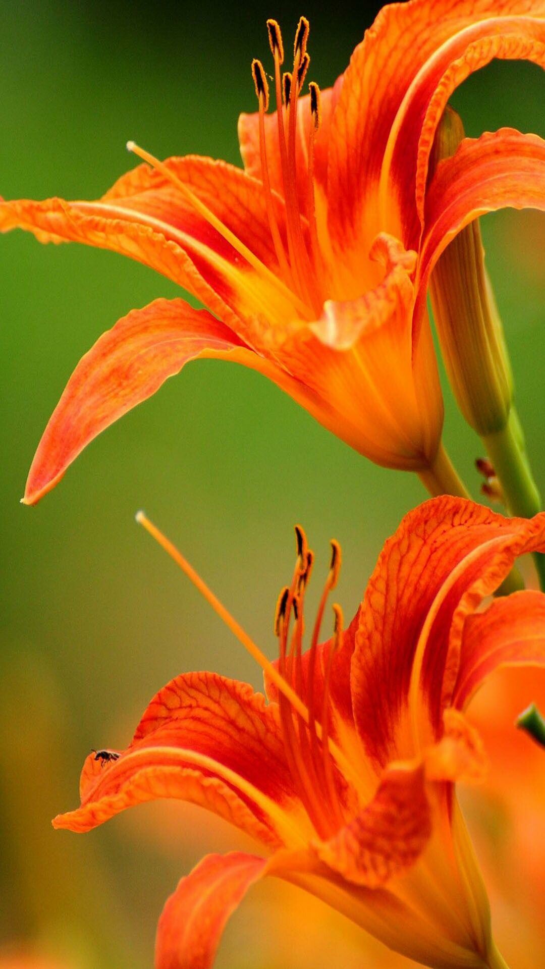 Lily: One of the most popular flowering plants in the horticultural business, Lilium. 1080x1920 Full HD Background.