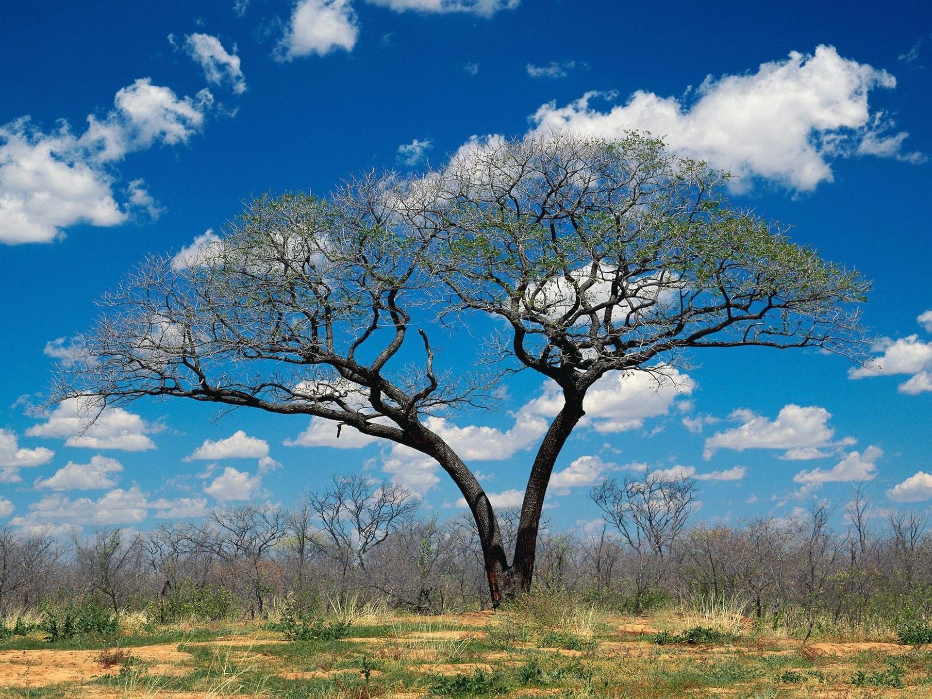 Botswana wallpapers, Visual splendor, Stunning landscapes, Captivating beauty, 1920x1440 HD Desktop