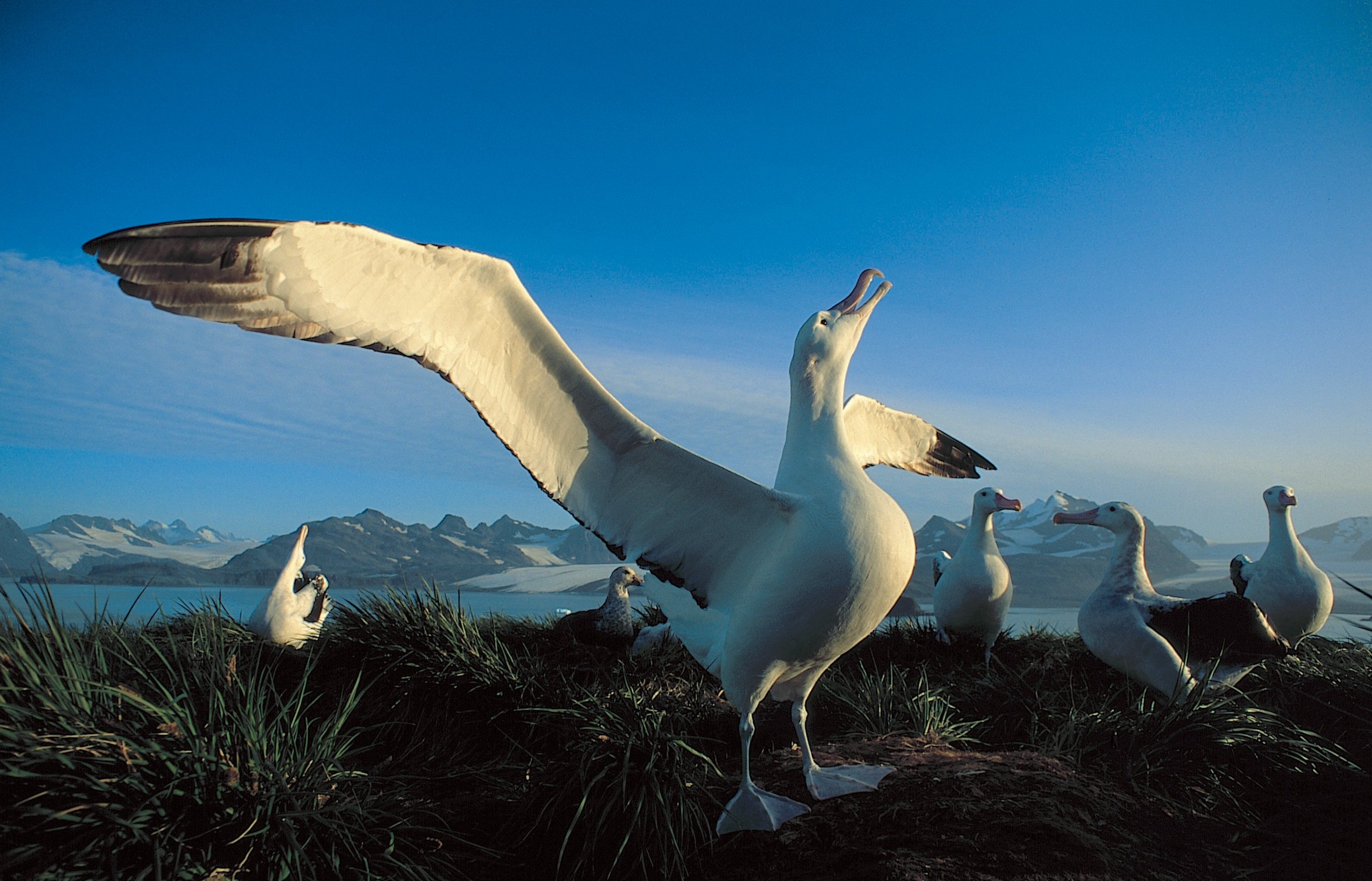 Seabird wonder, Albatross beauty, Desktop wallpapers, Inspiring avian artistry, 2470x1590 HD Desktop