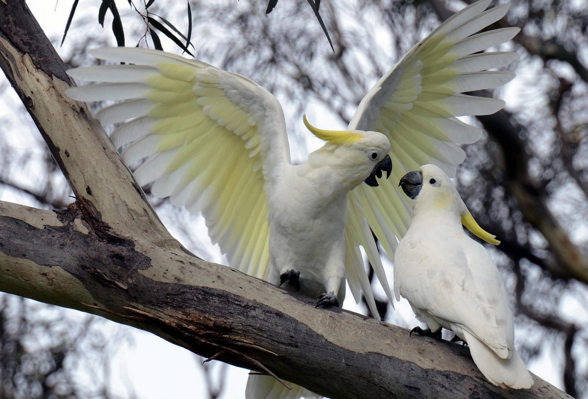 Cockatoo: Sulphur-Crested Parrot, Introduced Species To Singapore, Palau And New Zealand. 2050x1400 HD Wallpaper.