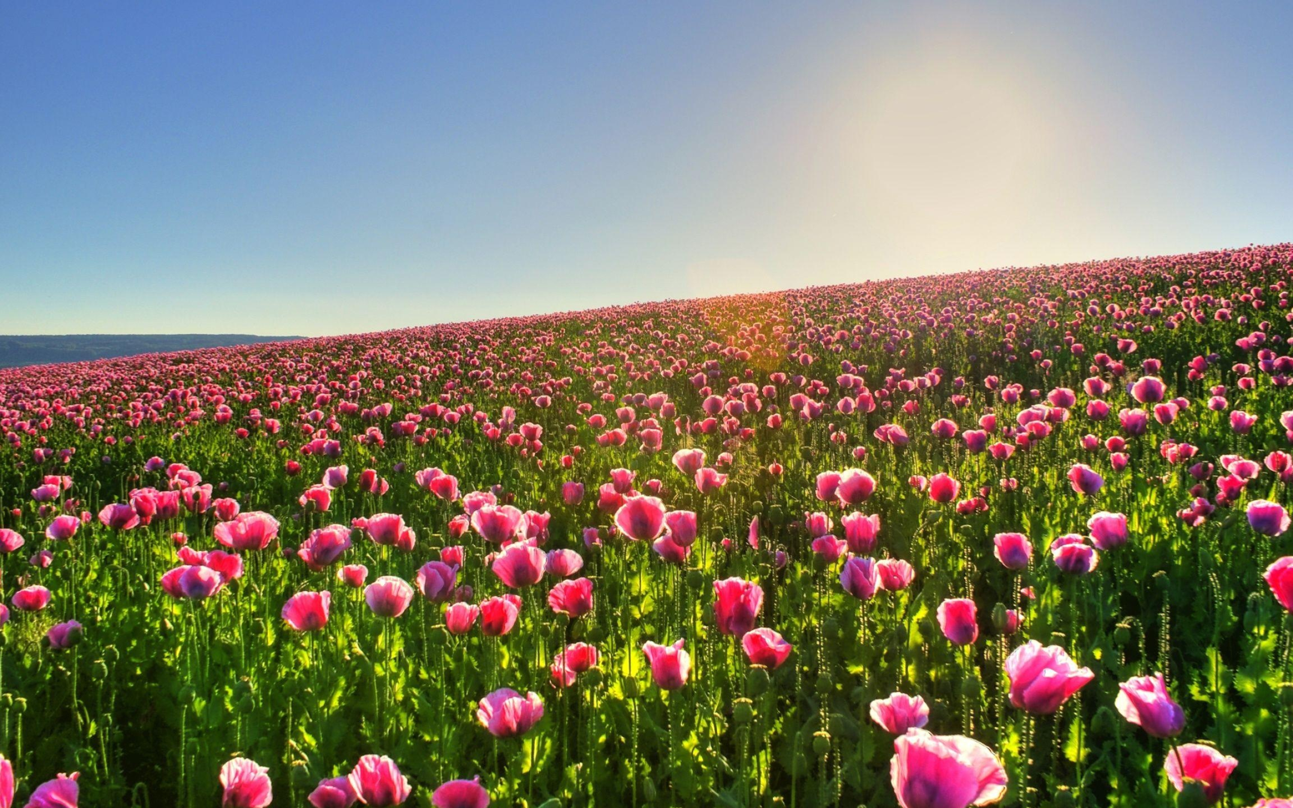 Flower Field: Land covered with wildflowers, Blooming poppies in the meadow. 2560x1600 HD Wallpaper.