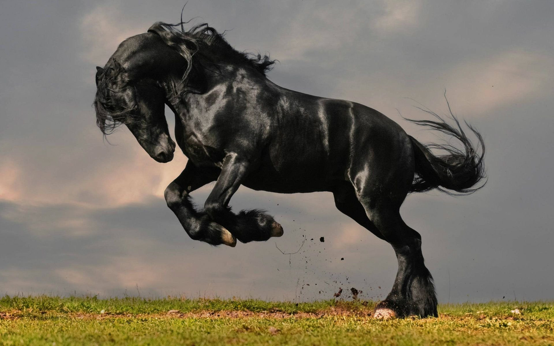 Horse: The Friesian, A breed originating in Friesland, in the Netherlands. 1920x1200 HD Wallpaper.
