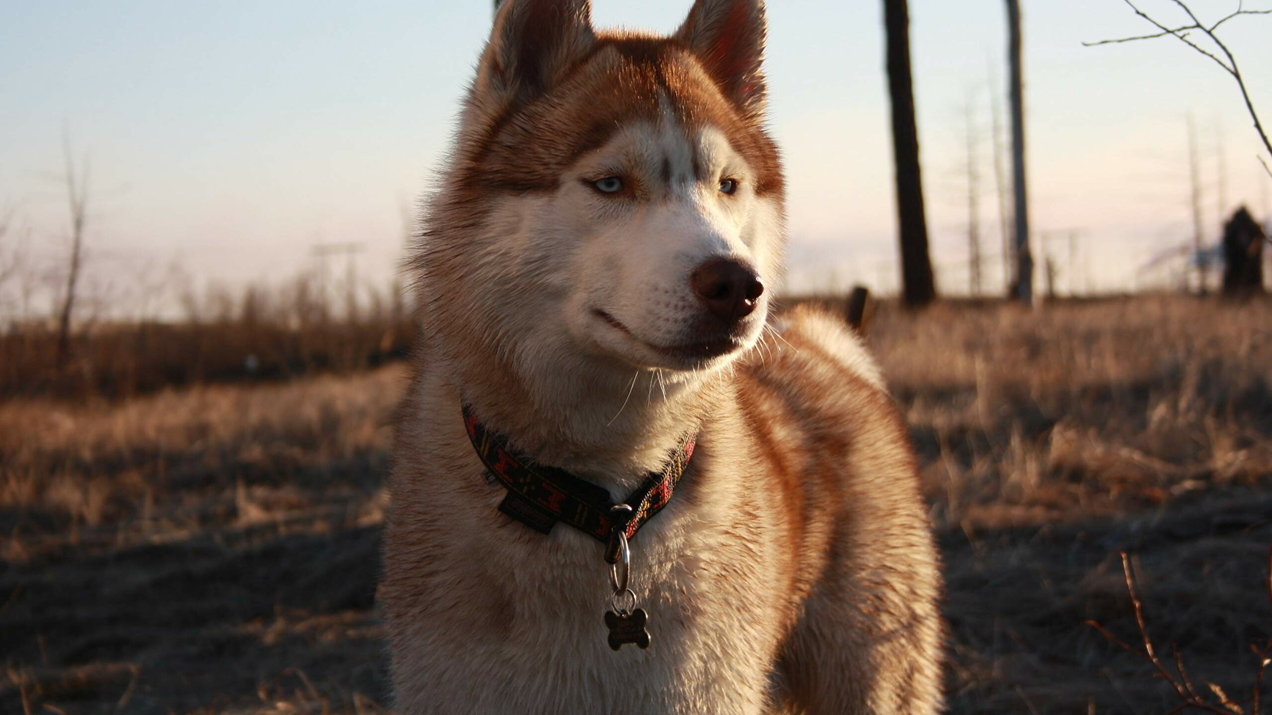 Siberian Husky: The breed typically have no aggression towards humans. 2560x1440 HD Background.