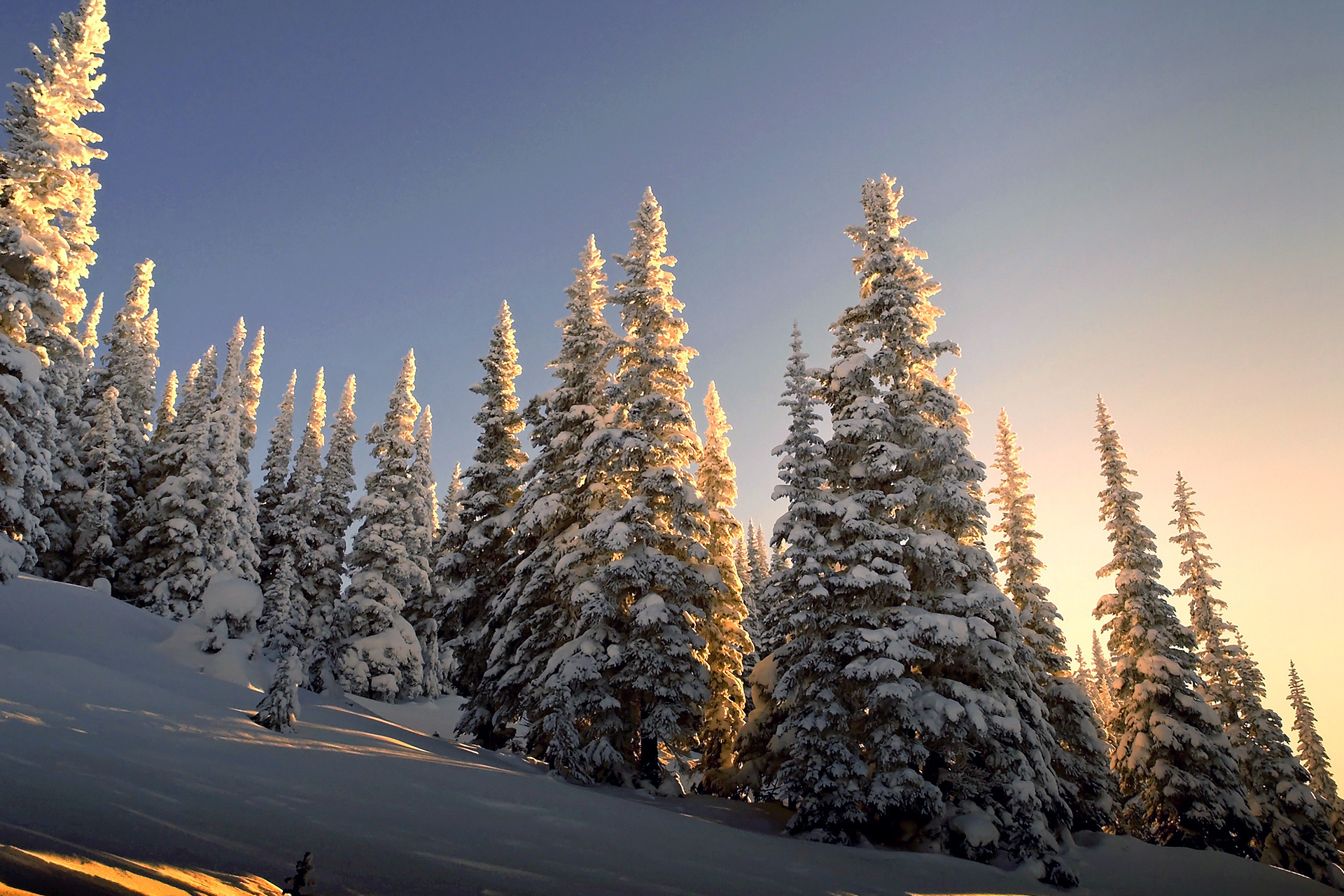 Spruce trees, Winter wonderland, Snowy slopes, Natural wallpaper, 1920x1280 HD Desktop