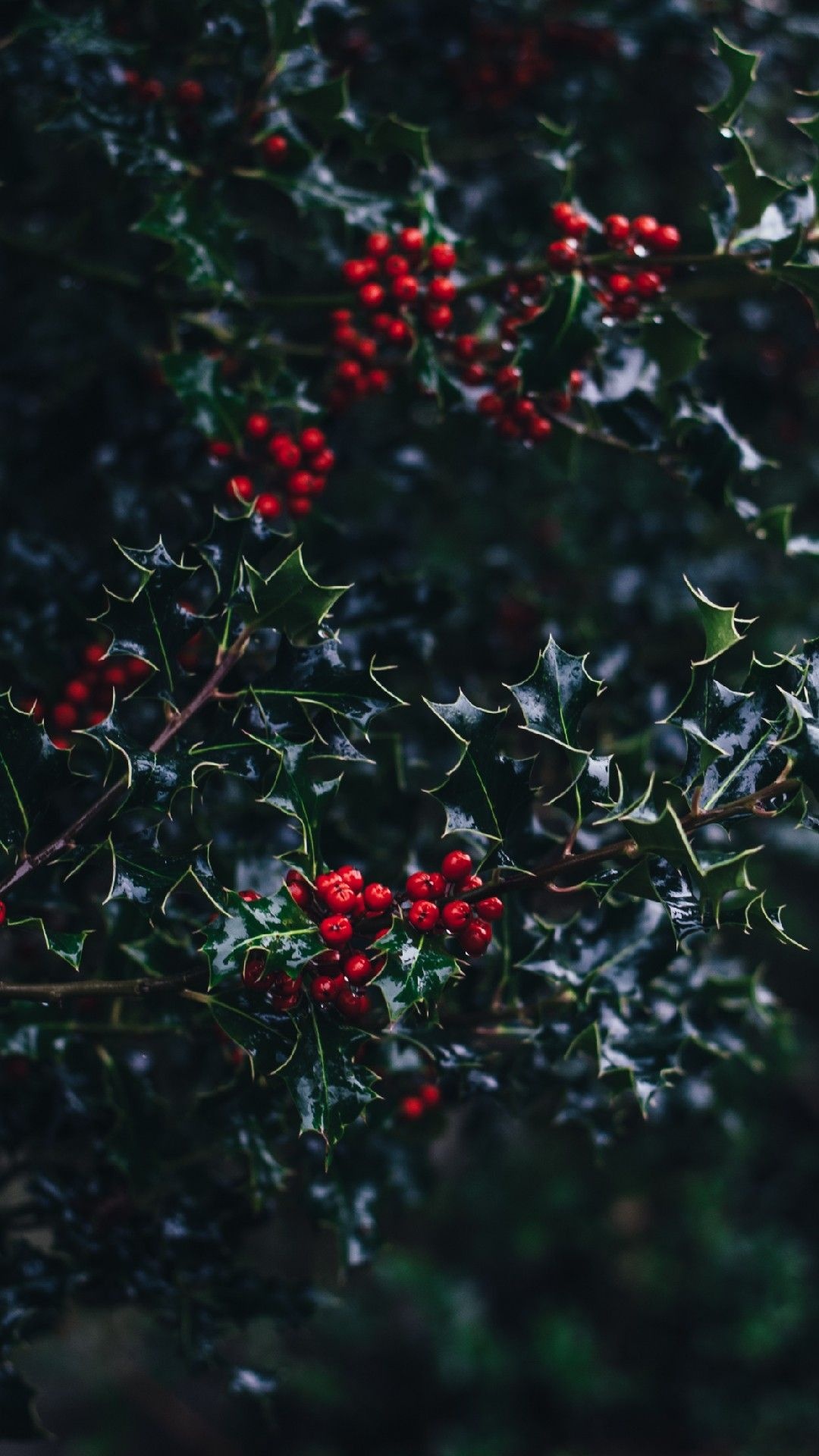 Holly Tree, Christmas wallpapers, Festive ideas, Holiday cheer, 1080x1920 Full HD Handy