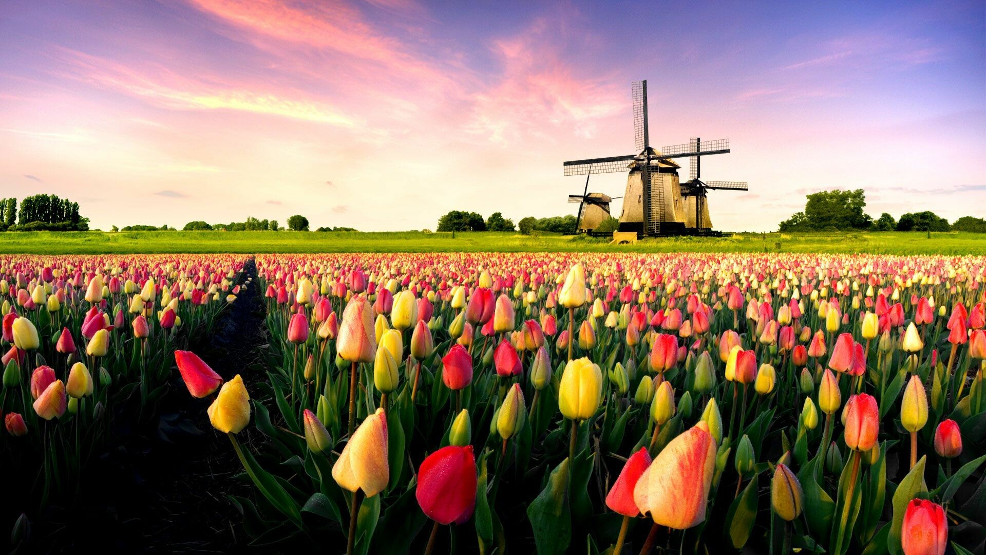 Netherlands: Dutch landmark, Tulip fields, Located in the Noordoostpolder in the province of Flevoland. 1920x1080 Full HD Background.