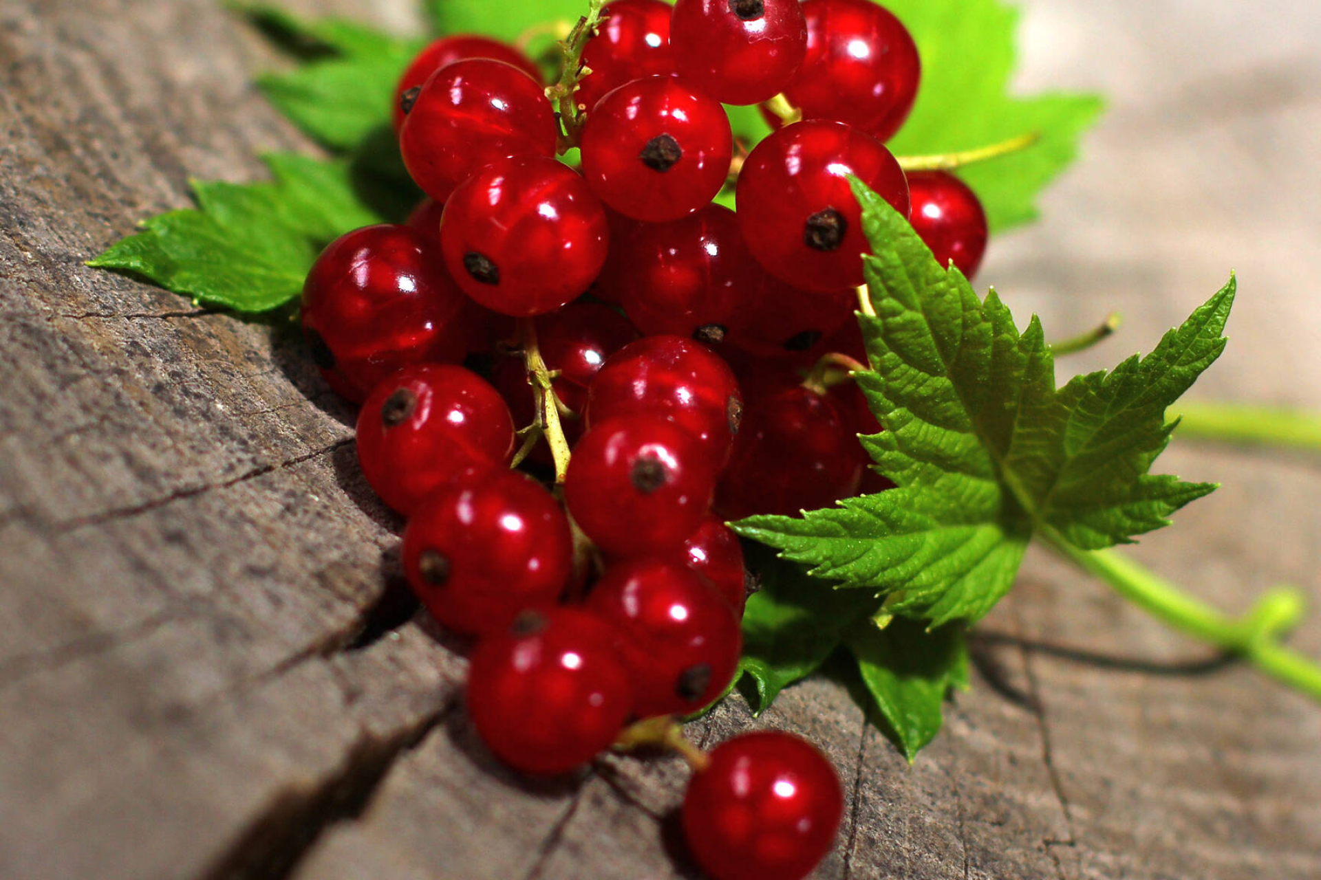 Berries, Red currants, Leaf images, CC by license, 1920x1280 HD Desktop