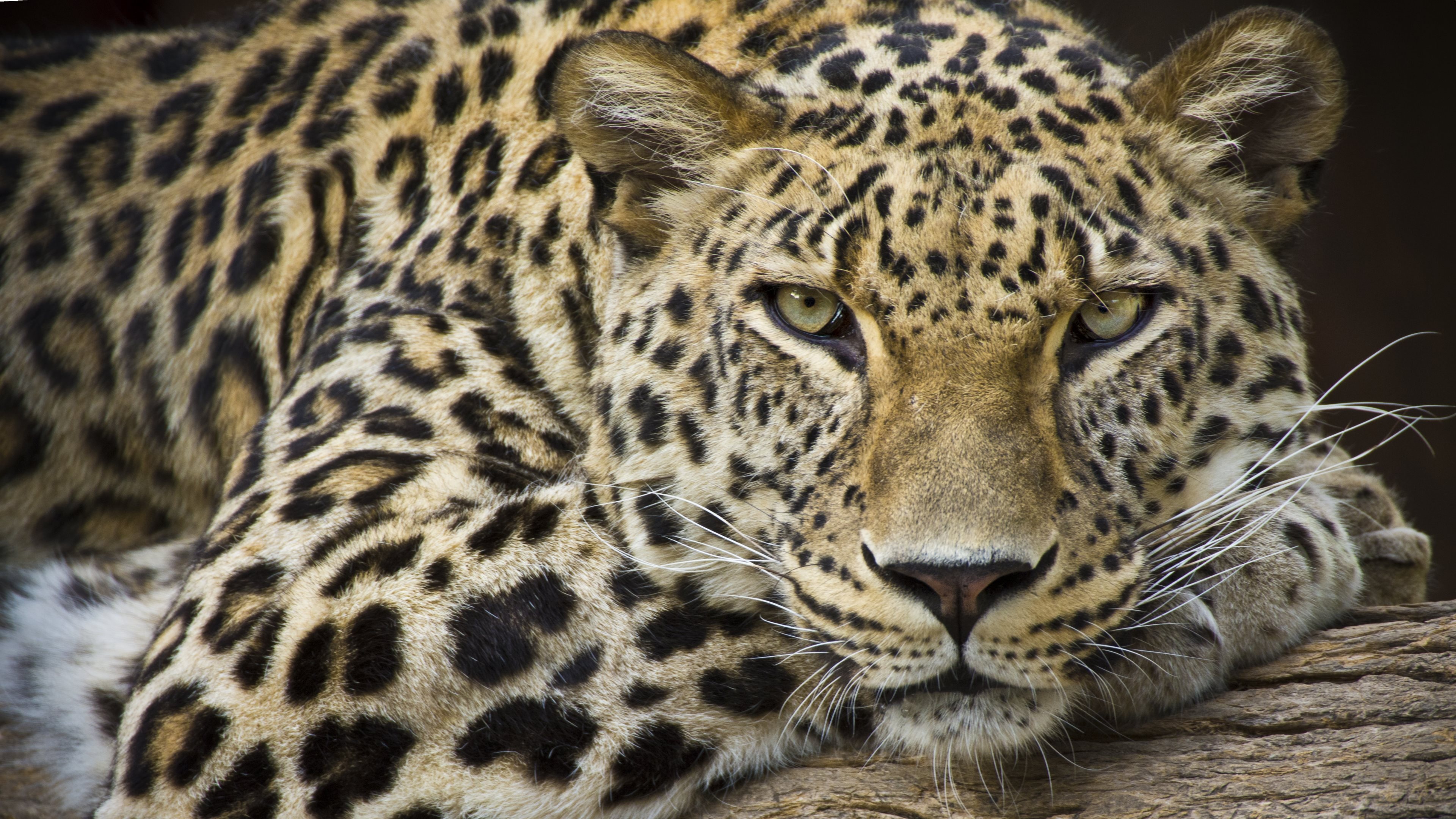 Leopard, 110 4K leopard, Wallpapers background images, 3840x2160 4K Desktop