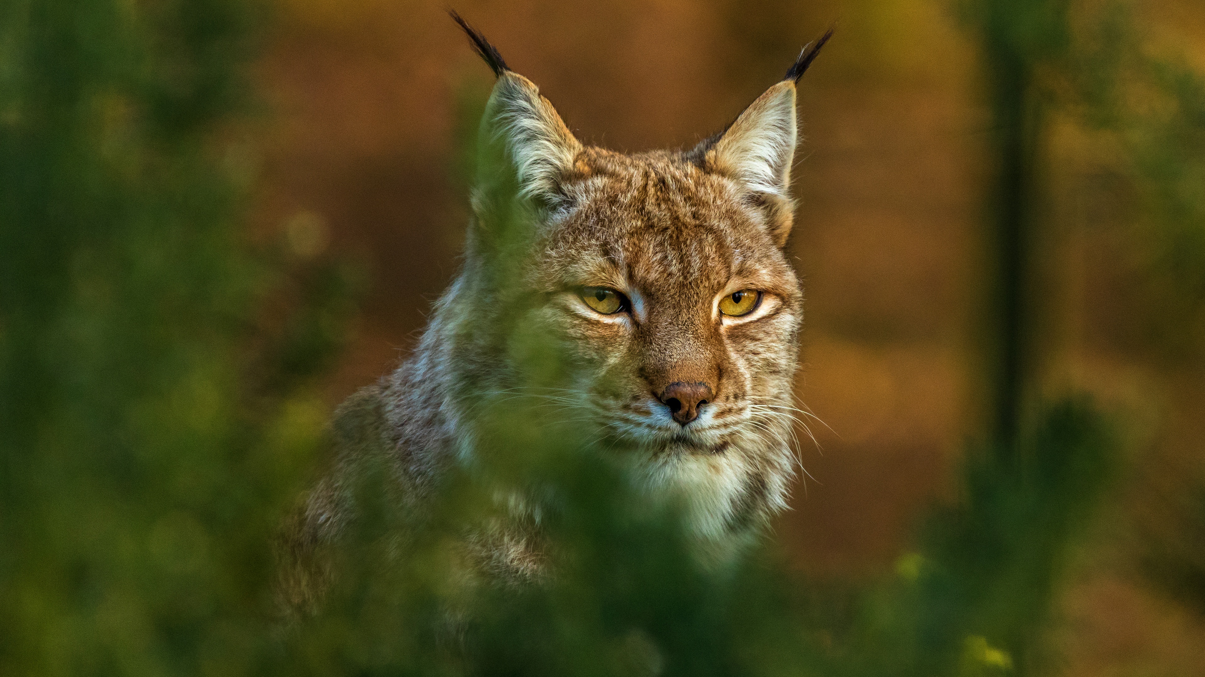 Lynx predator, Striking display, Ultra HD wallpaper, Power in the wild, 3840x2160 4K Desktop