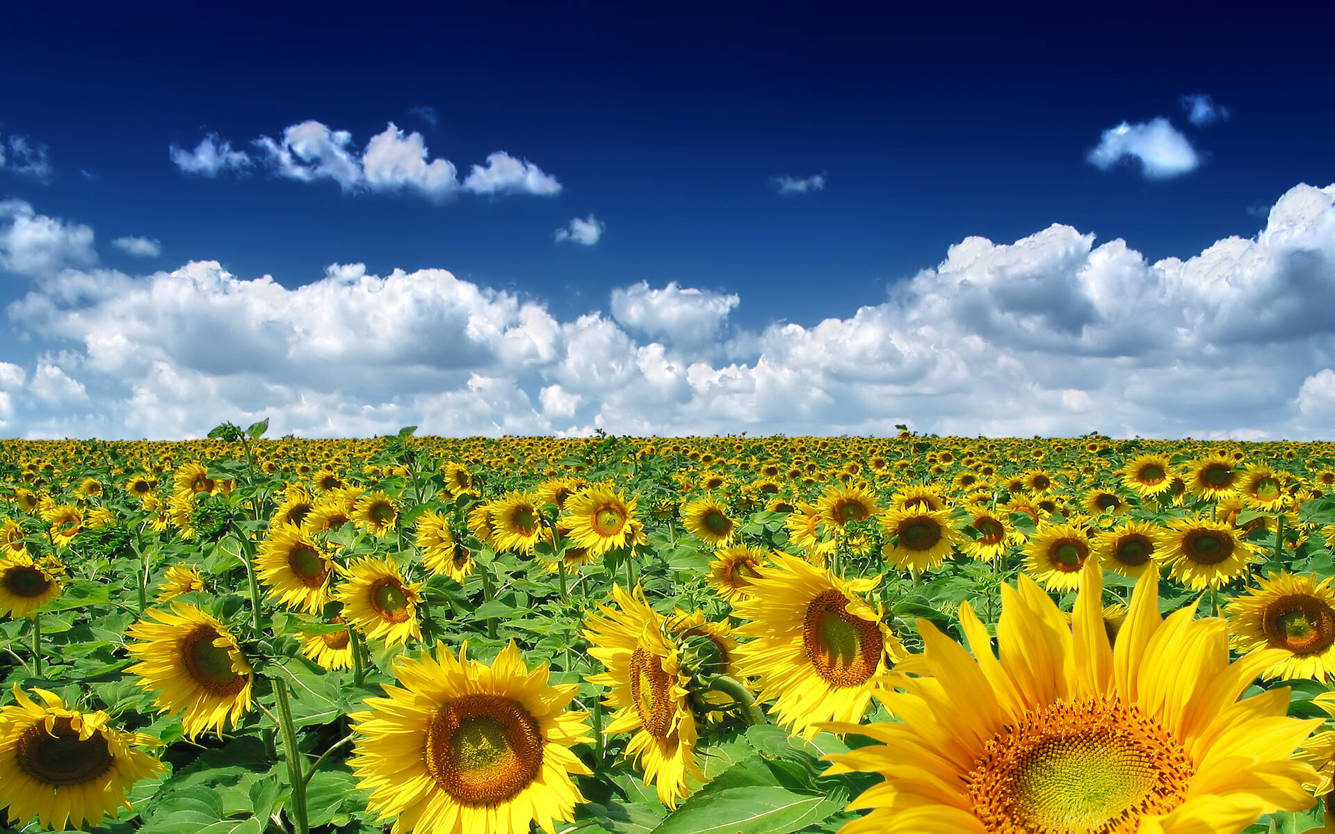 Summer: A time for long days, Harvest season, Blooming period. 1920x1200 HD Wallpaper.
