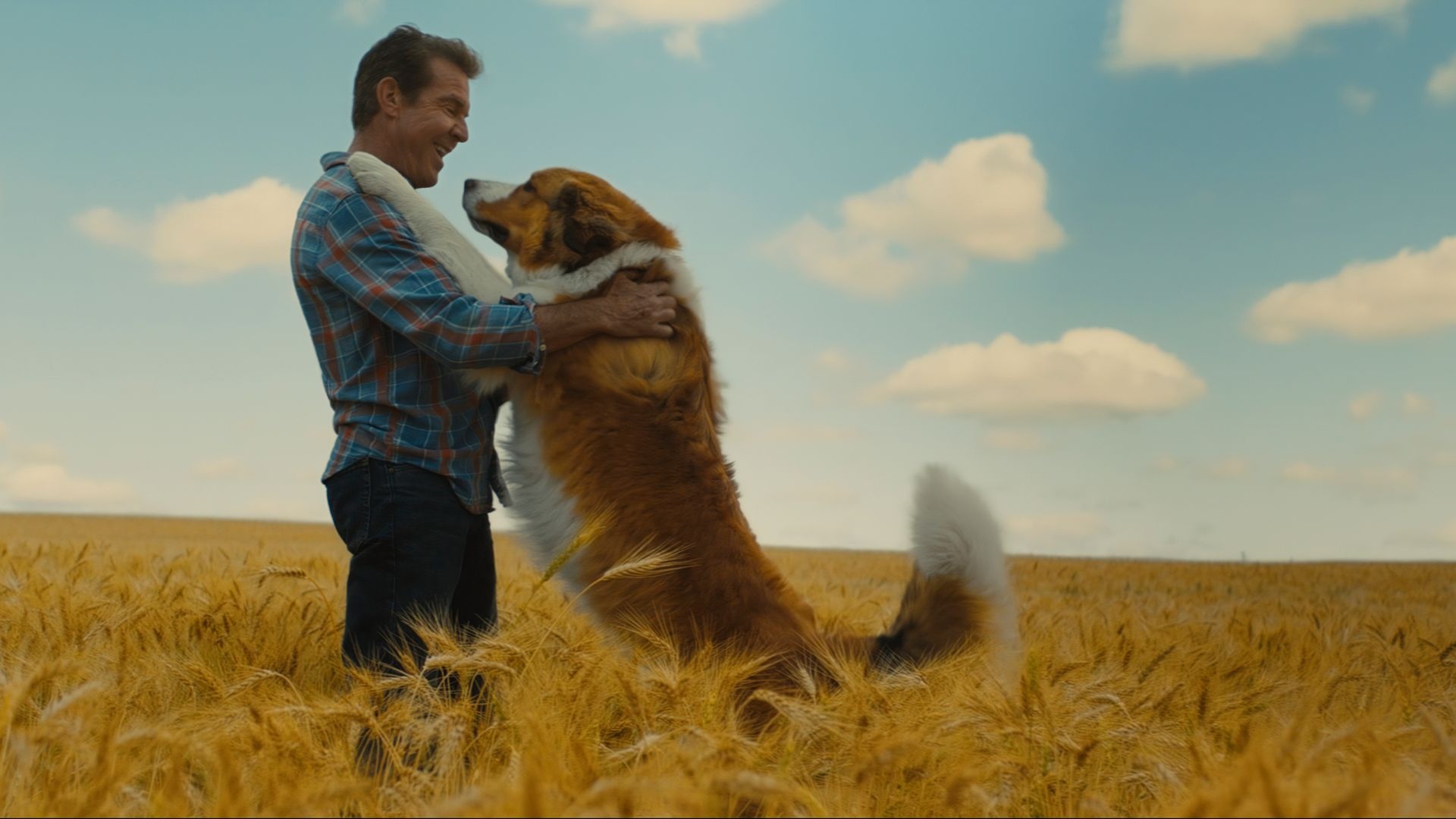 A Dog's Purpose, Top free, Backgrounds, Unconditional love, 1920x1080 Full HD Desktop