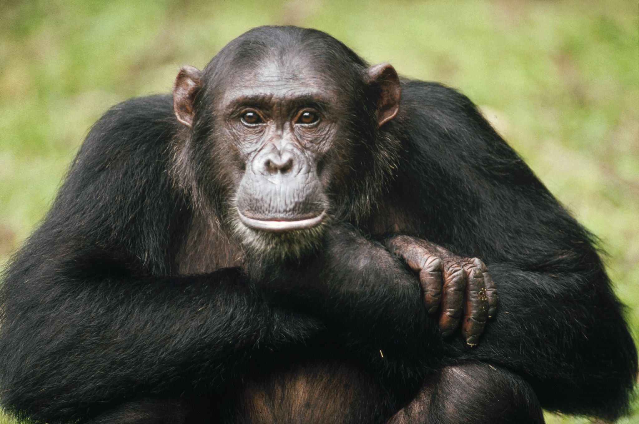 Chimpanzee wallpaper, Chimpanzee portrait, Primate intelligence, Jungle habitat, 2050x1360 HD Desktop