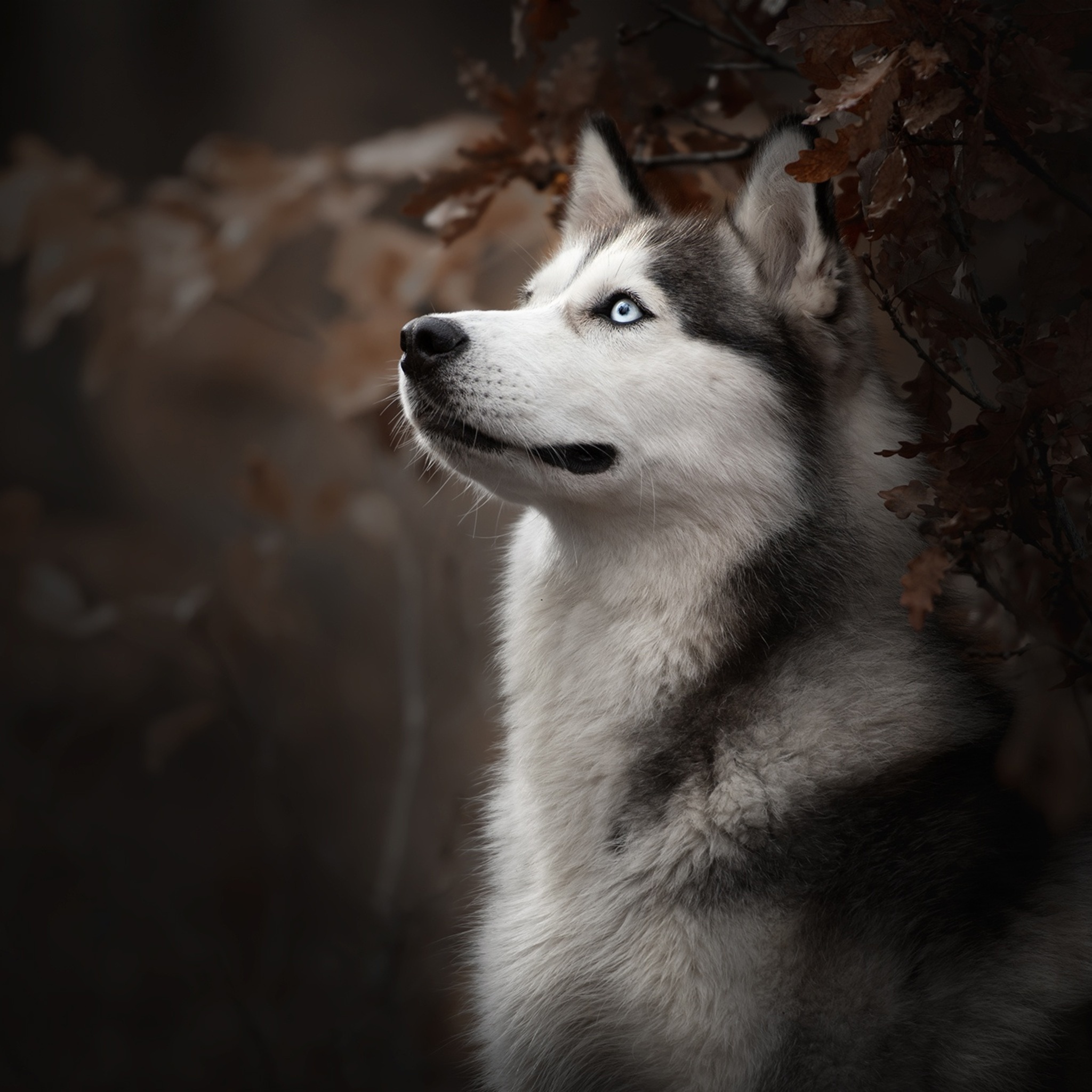 Siberian husky dog breed, Ipad air hd, 4K wallpapers images, Alaskan Malamute, 2050x2050 HD Phone