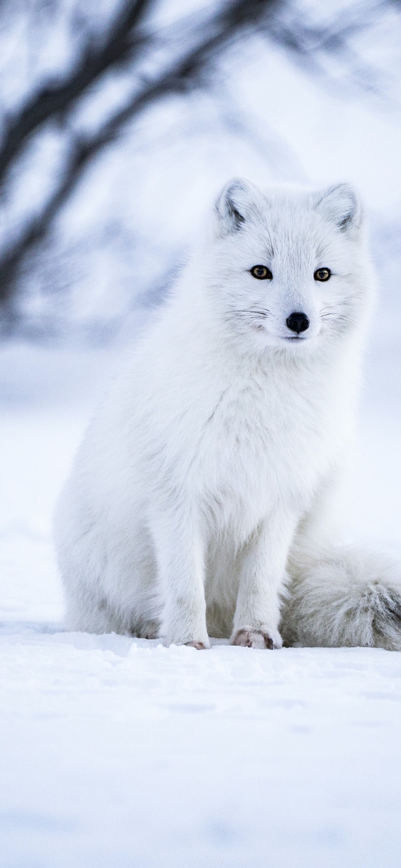 Fox: Vulpes lagopus, Native to the Arctic regions of the Northern Hemisphere. 1290x2780 HD Background.