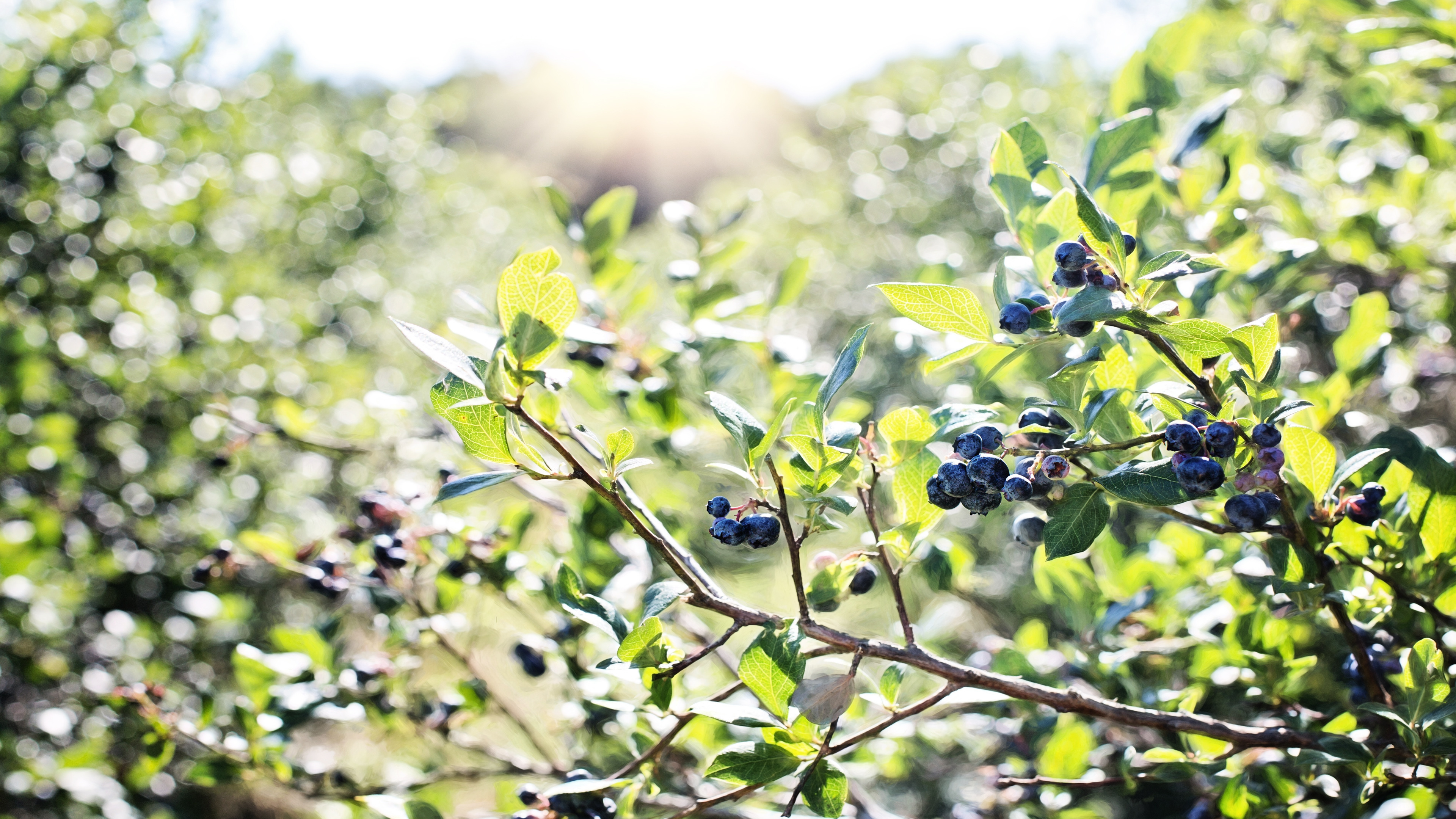 Huckleberry: The fruit-bearing shrubs of the genus Gaylussacia. 3840x2160 4K Background.
