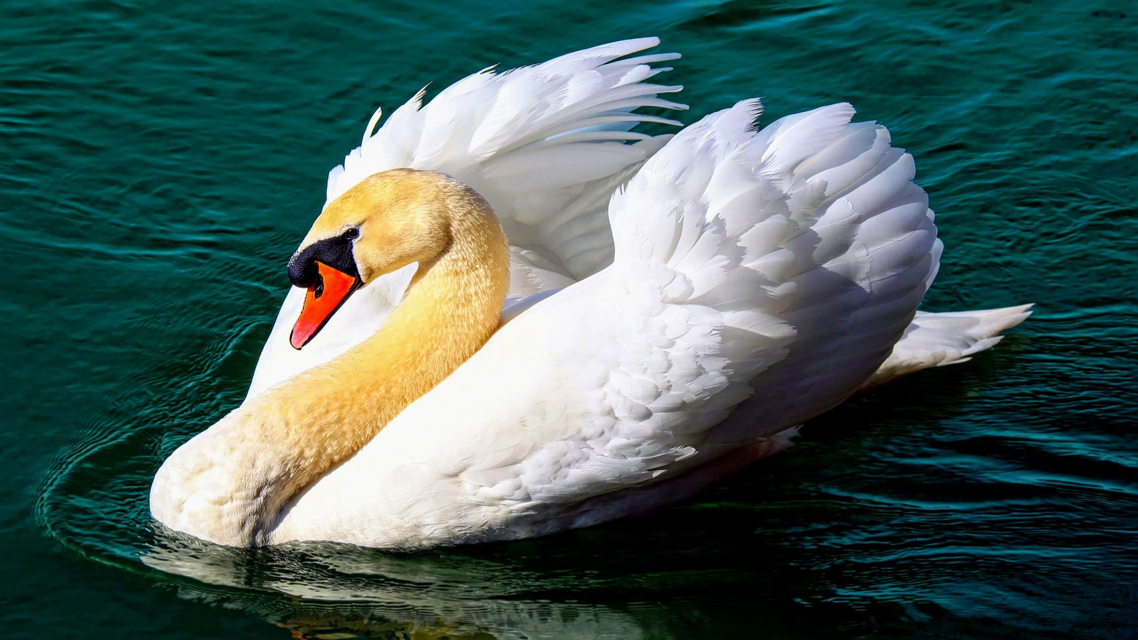 A wondrous swan, Wondrous swan wondrous, Swan wondrous swan, Wondrous swan, 3840x2160 4K Desktop