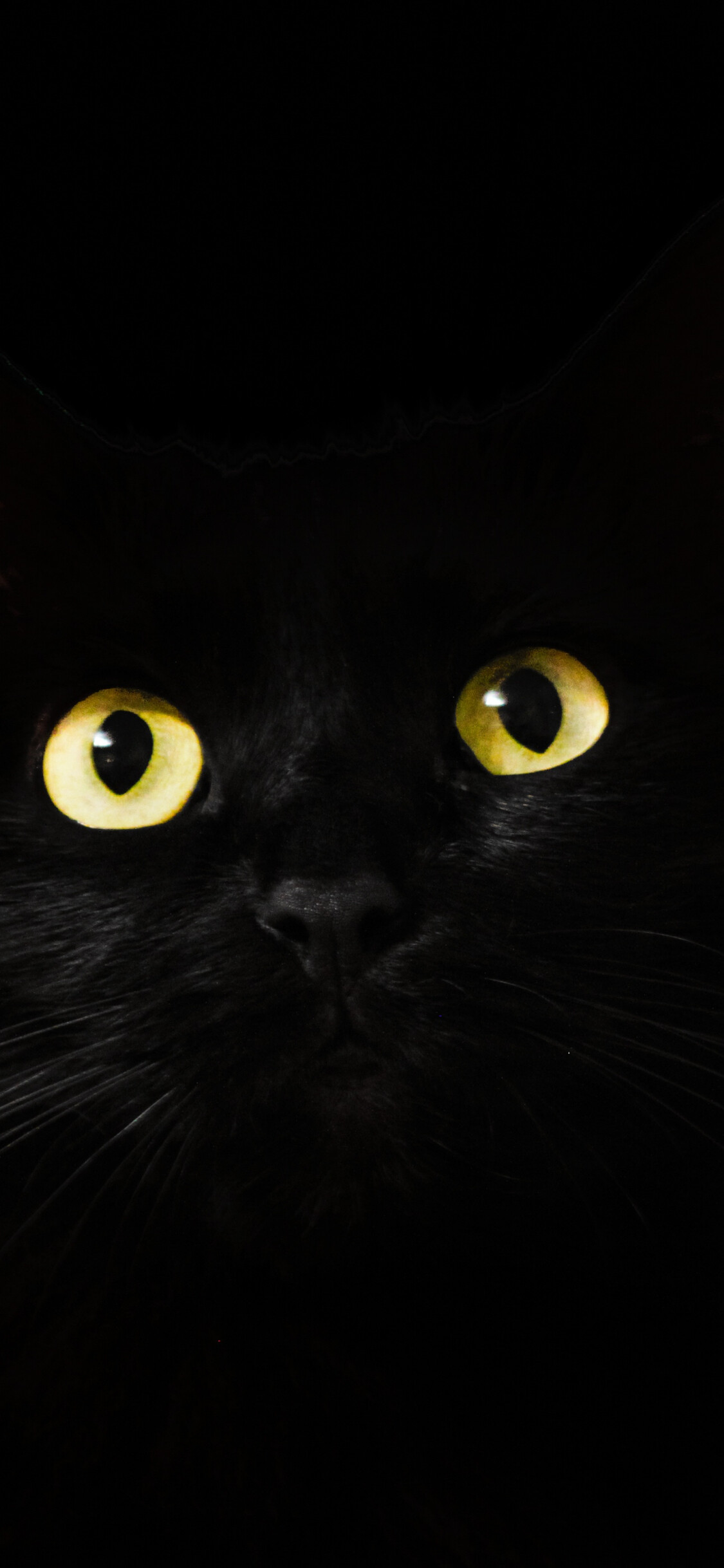 Black cat muzzle, Intense gaze, Breathtaking eyes, Striking image, 1130x2440 HD Phone