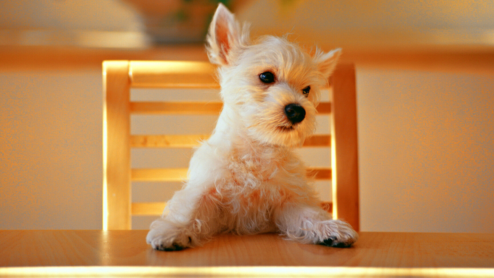 Dog: Most popular domestic animals in the world, Puppy. 1920x1080 Full HD Background.