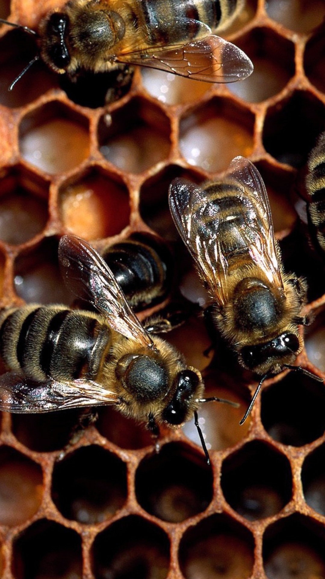 Bee: A honeycomb, A mass of hexagonal prismatic wax cells. 1080x1920 Full HD Wallpaper.