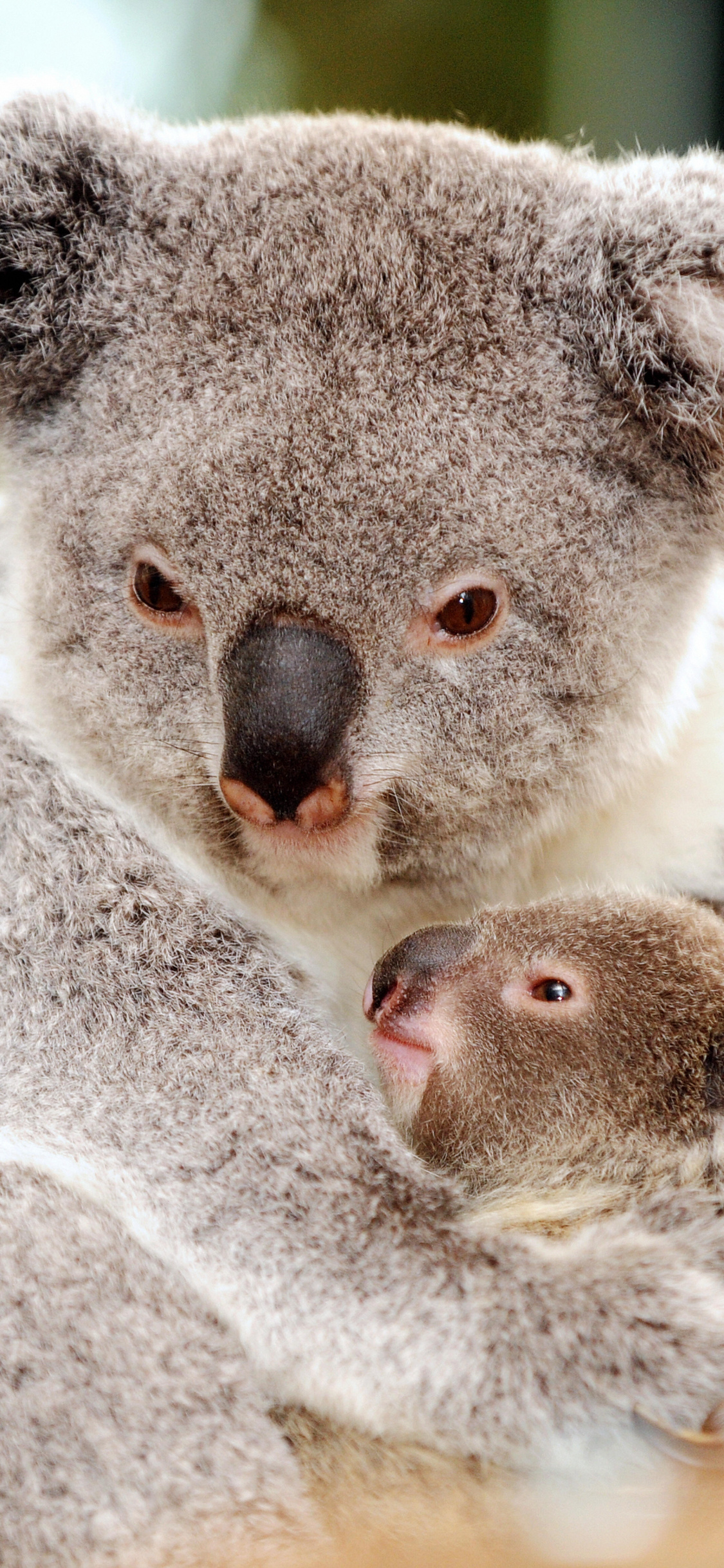 Koala bear, Koala mother, Baby wallpaper, Cute, 1130x2440 HD Phone