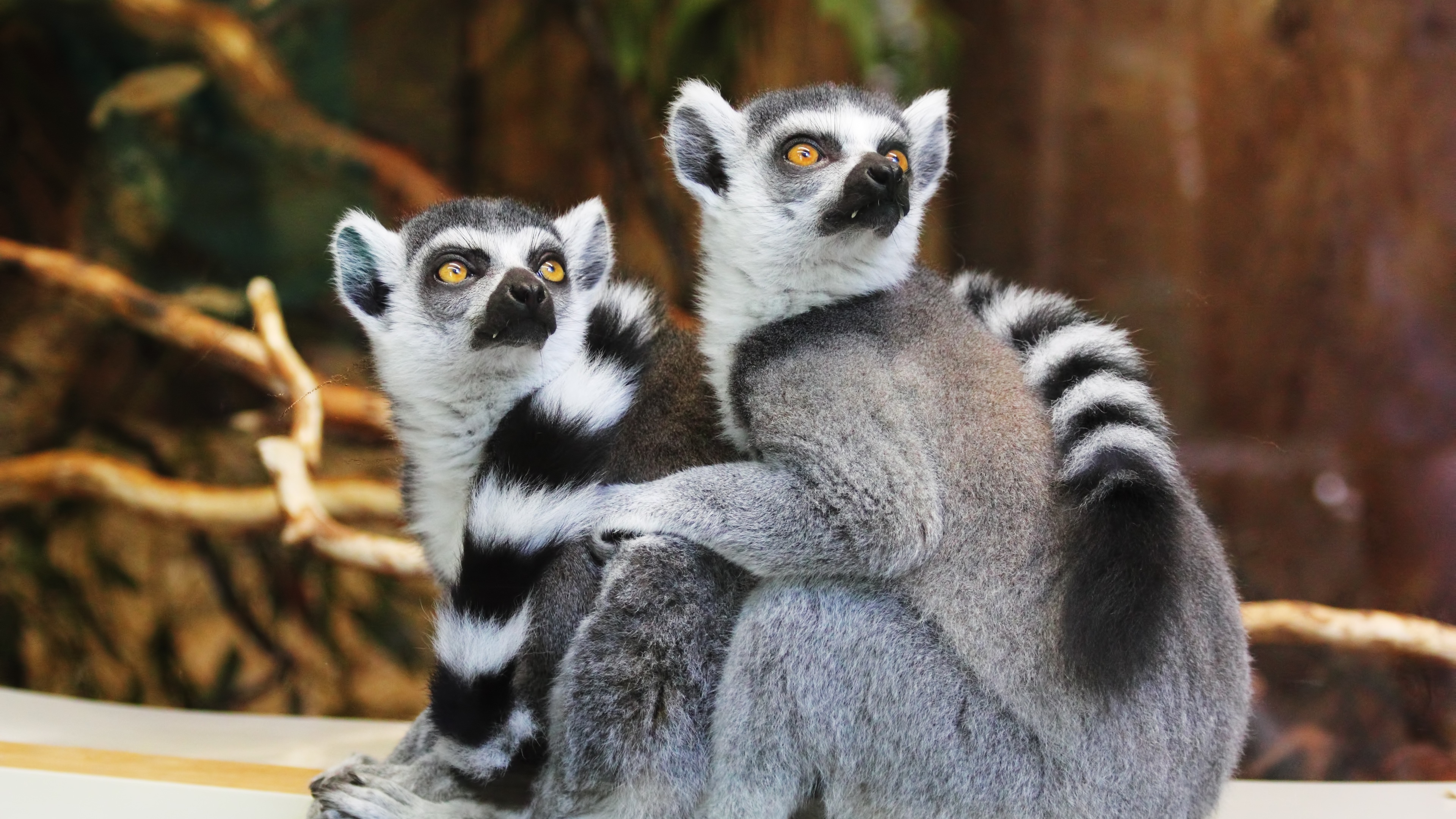 Lemur 4K wallpaper, Ultra HD, Animal background, Primate, 3840x2160 4K Desktop