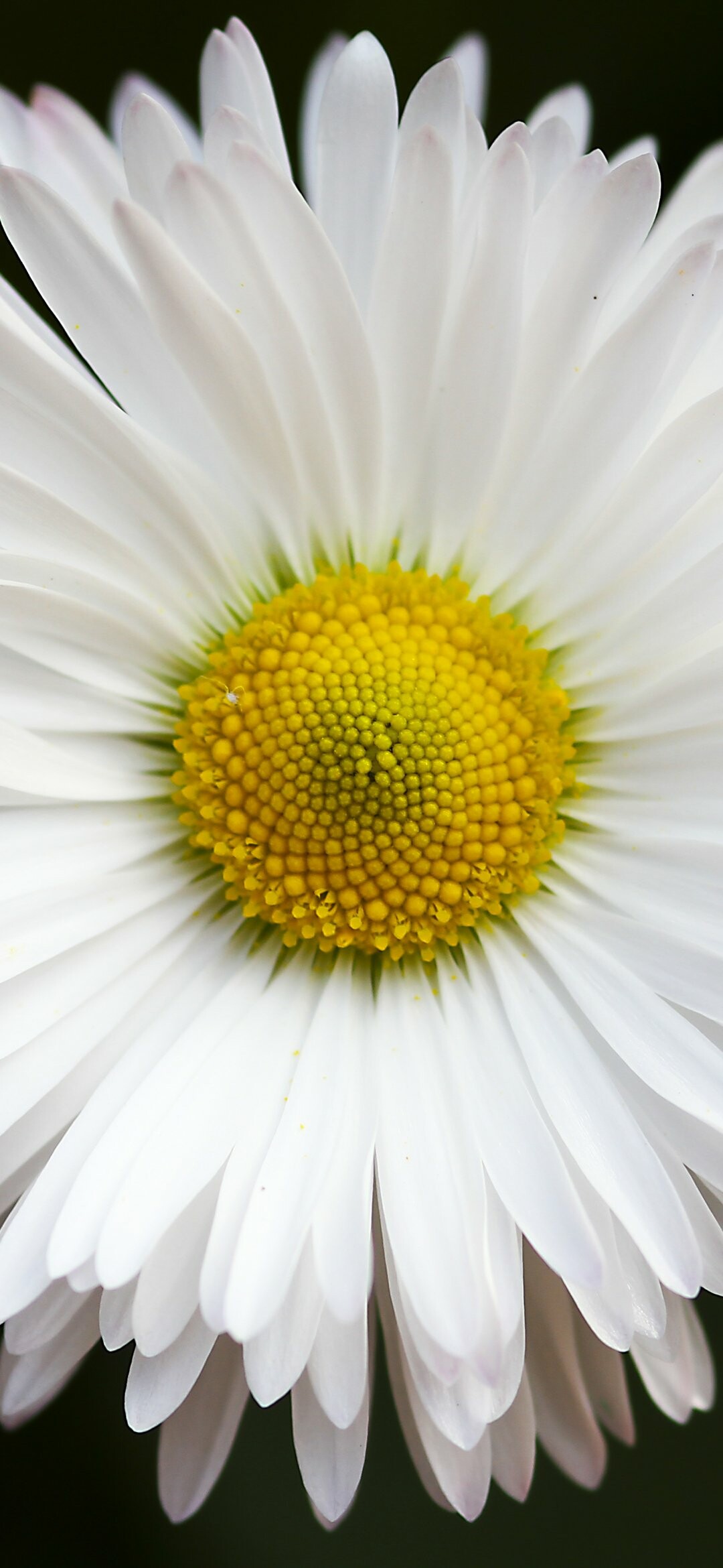 Daisy: Flowering plants that can thrive in both wet and dry climates, adapt well to sunny or shady areas, and can grow high in the mountains or on flat, grassy fields. 1080x2340 HD Wallpaper.