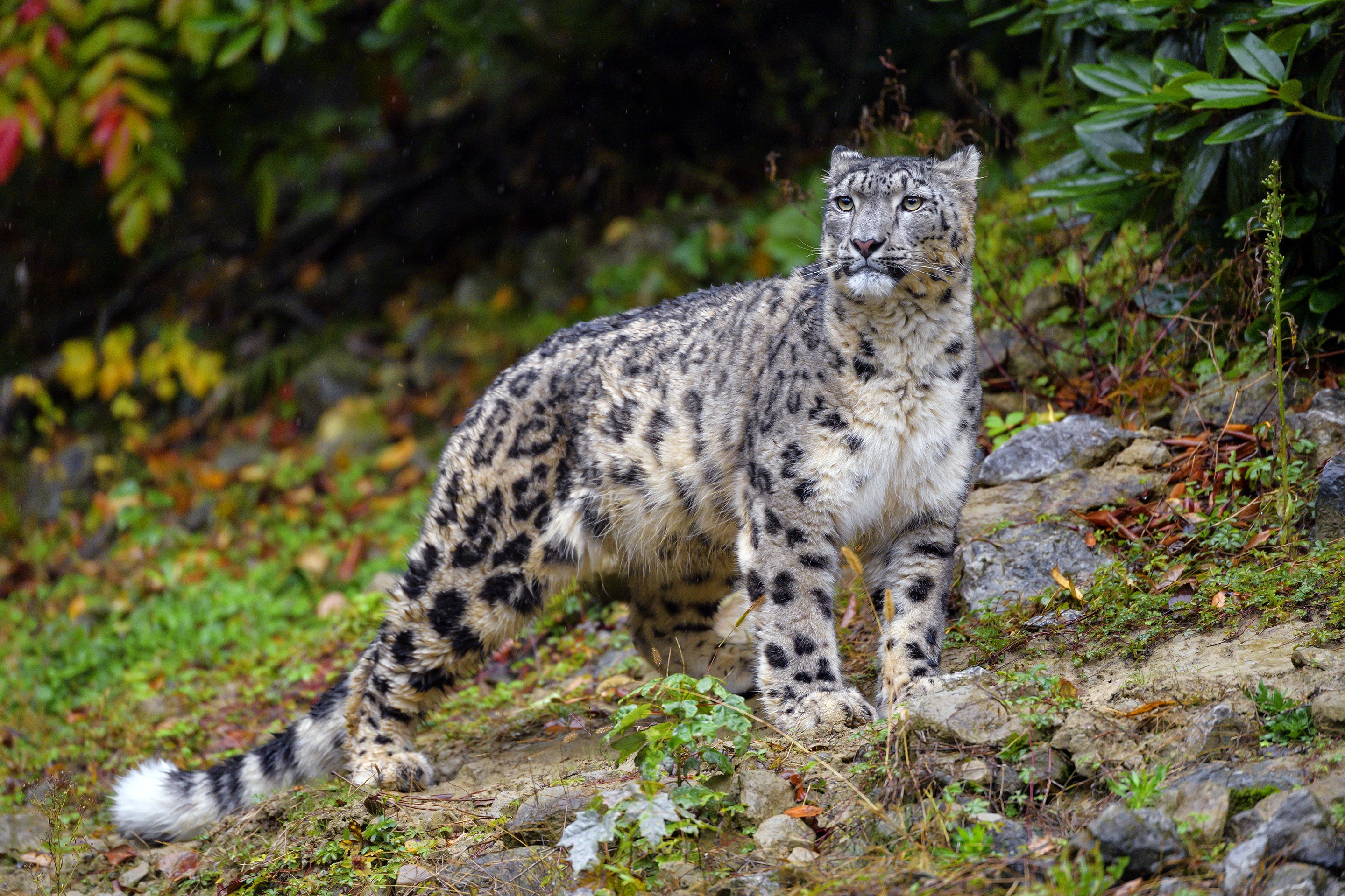 Snow leopard look, Stones rain, Irbis section, Cats resolution, 2880x1920 HD Desktop