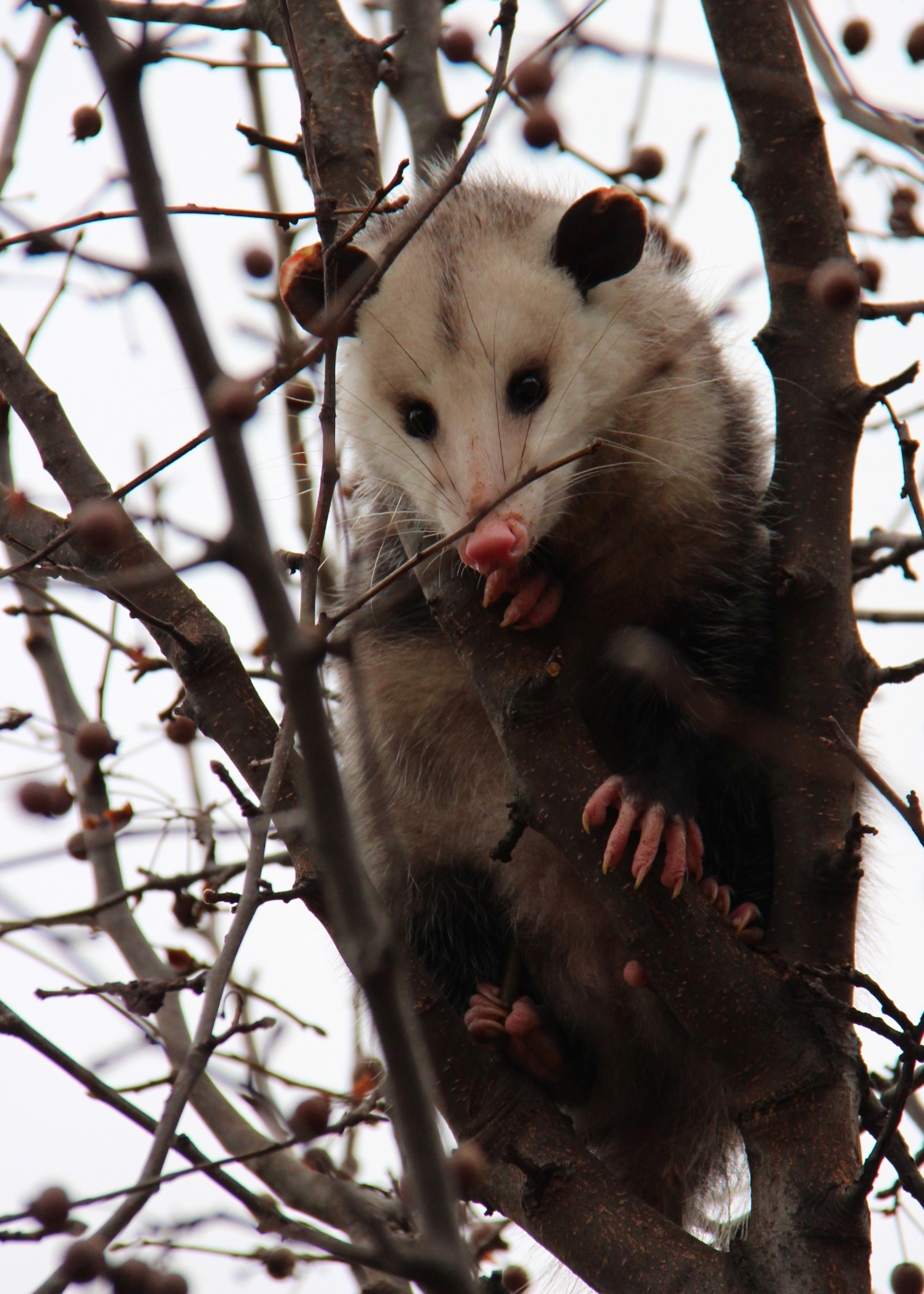 Watchful opossum, Wing surveillance, Airlift wing, Military operations, 1510x2110 HD Phone