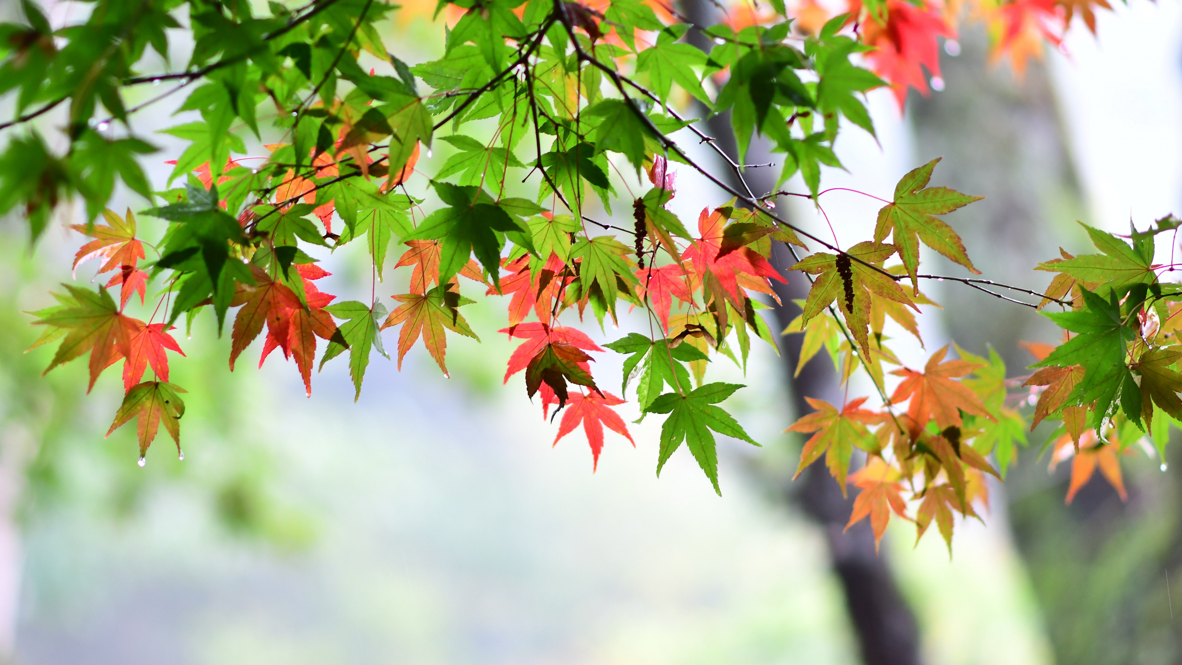 Maple leaf, Spring vibes, 4K beauty, Stunning imagery, 3840x2160 4K Desktop