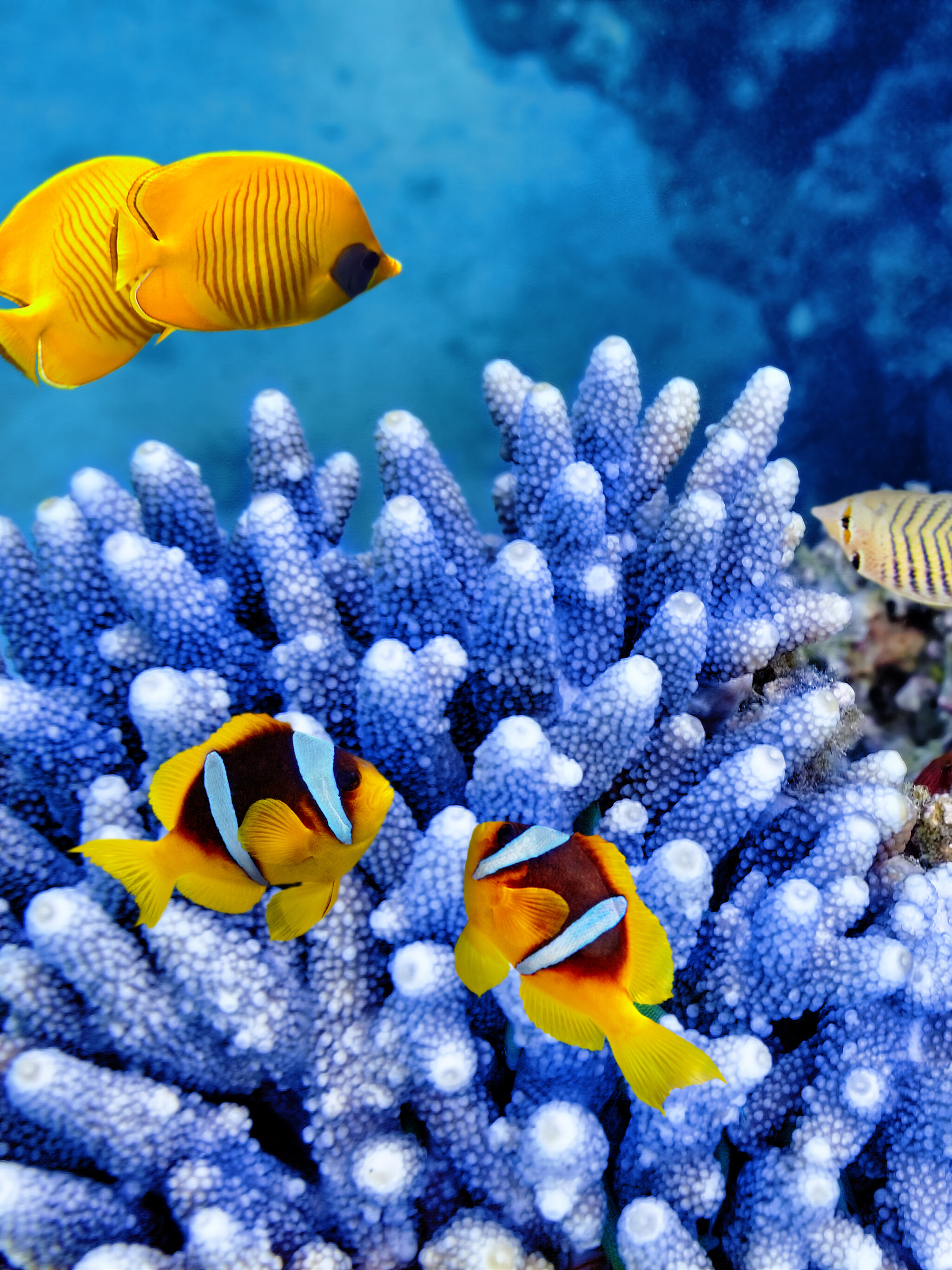 Fish: Aquatic vertebrates, Marine species, Coral reefs. 2050x2740 HD Wallpaper.