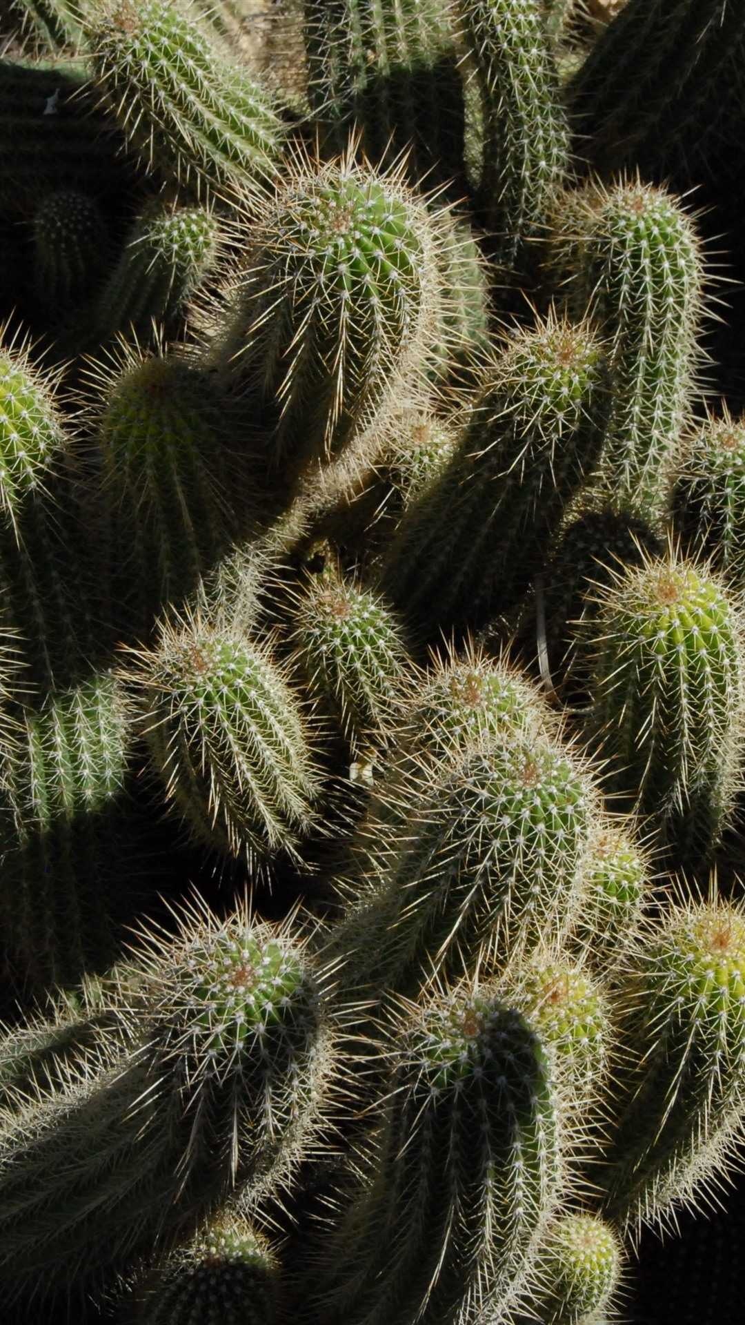 Cactus: Cardon (Pachycereus pringlei) is the tallest species in the world. 1080x1920 Full HD Background.