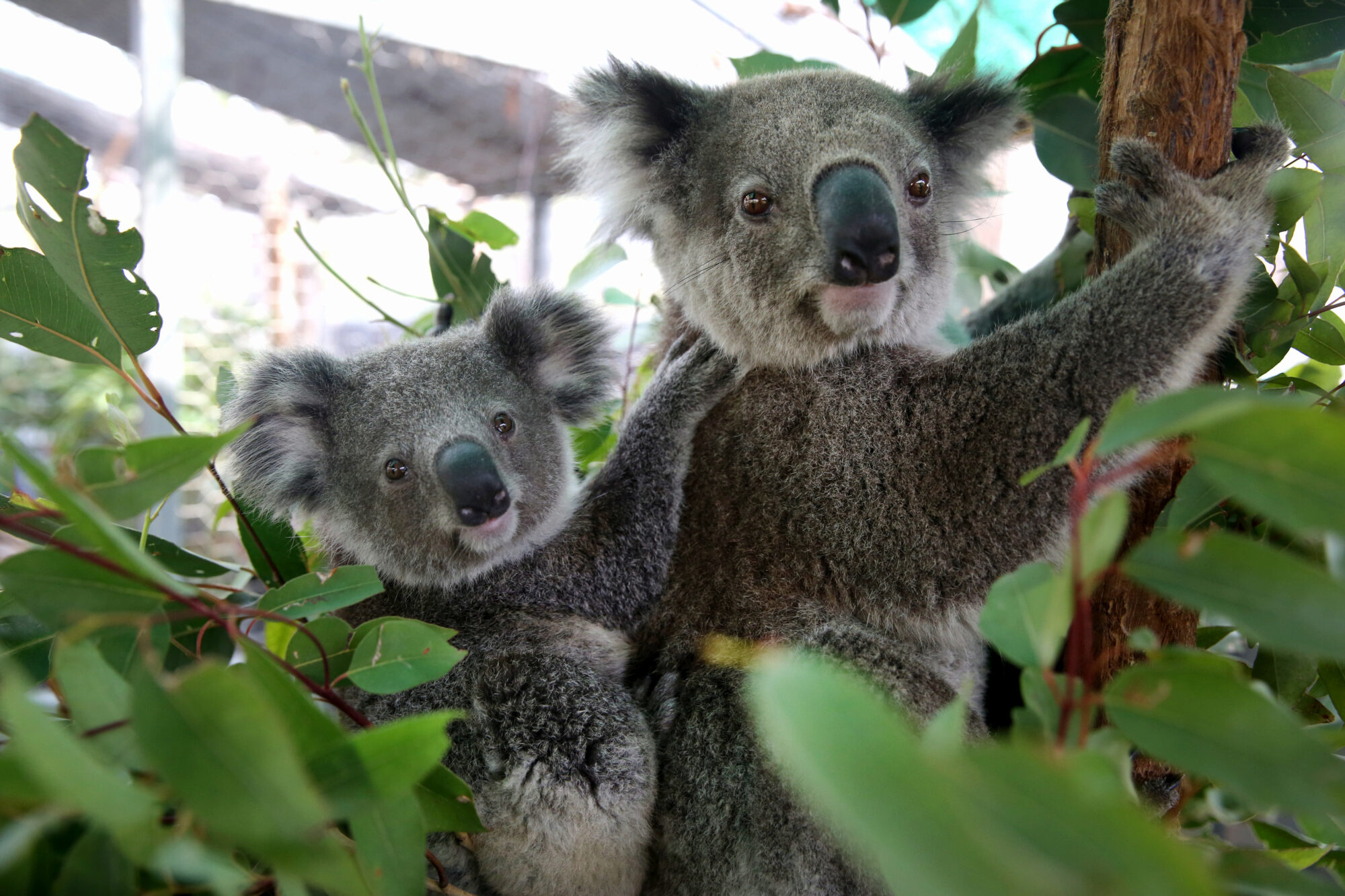 Koala hospital in Port Macquarie, Dedicated care for koalas, Healing sanctuary, Saving lives, 2000x1340 HD Desktop