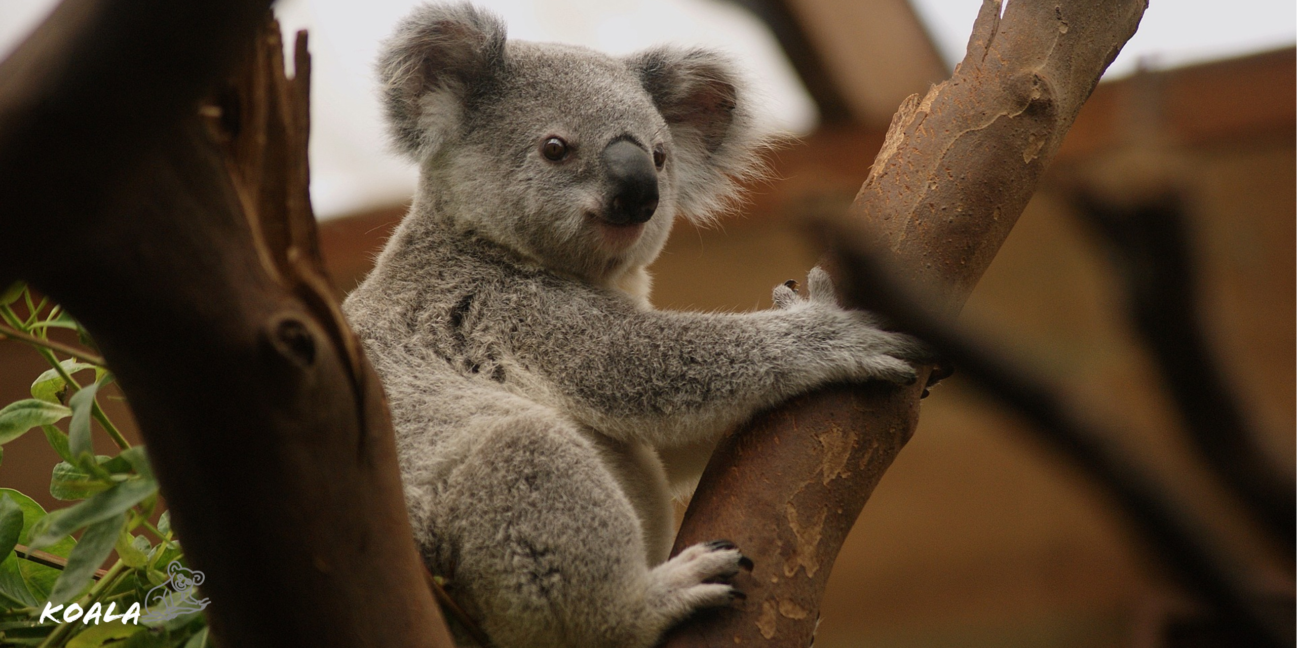 Koala on tree, Koala wildlife, HD wallpaper, Kde store, 2560x1280 Dual Screen Desktop