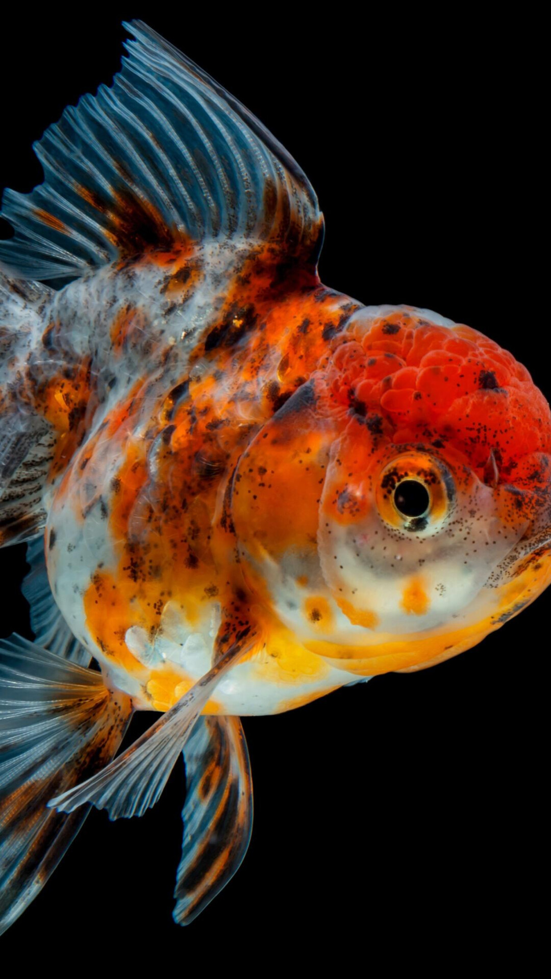Gold Fish: Calico, Tri-colored body, Unusual color, A species of domestic fish, Fin. 1080x1920 Full HD Background.